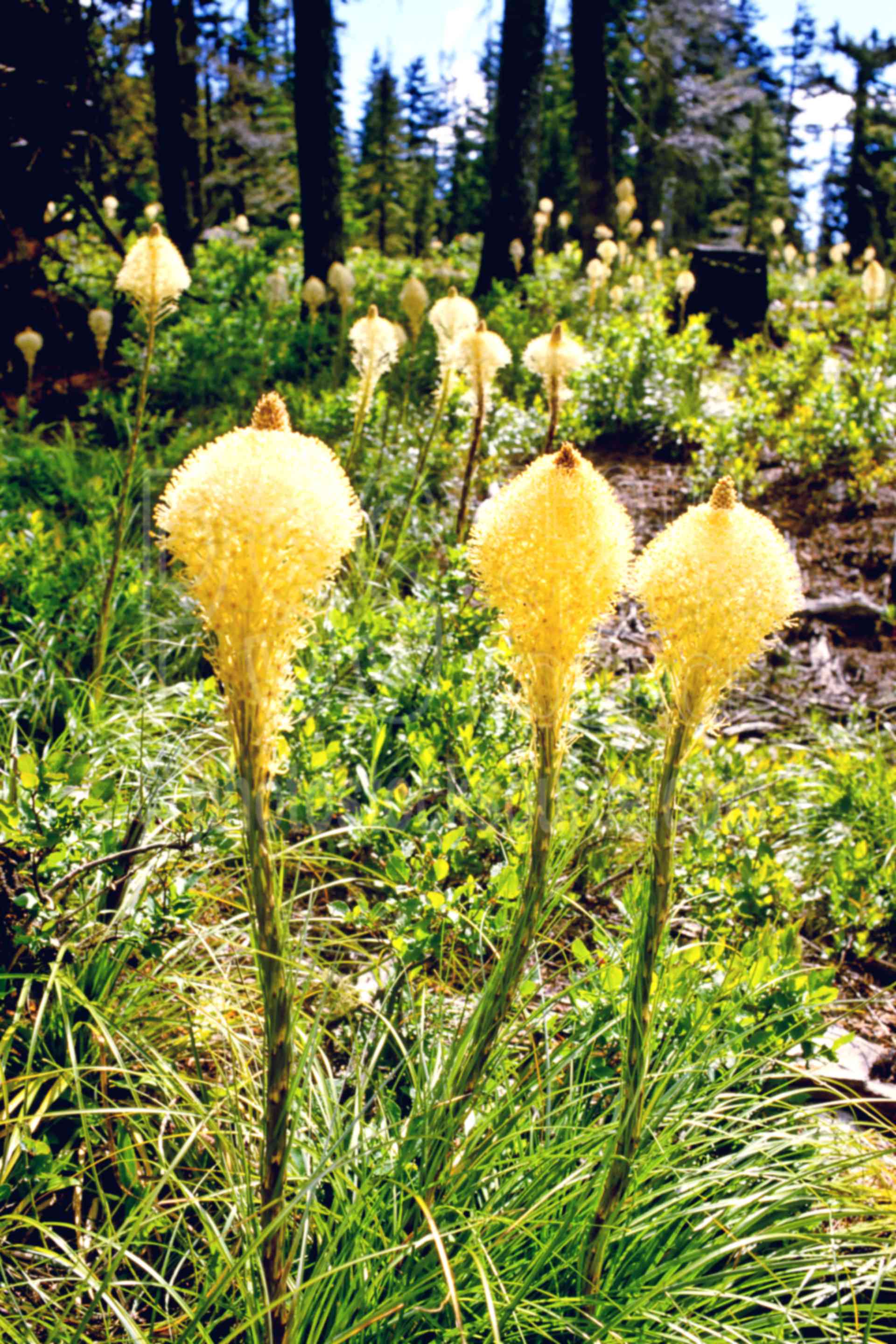 Beargrass Flowers,beargrass,beargrass flower,santiam pass,spring,plants,flowers