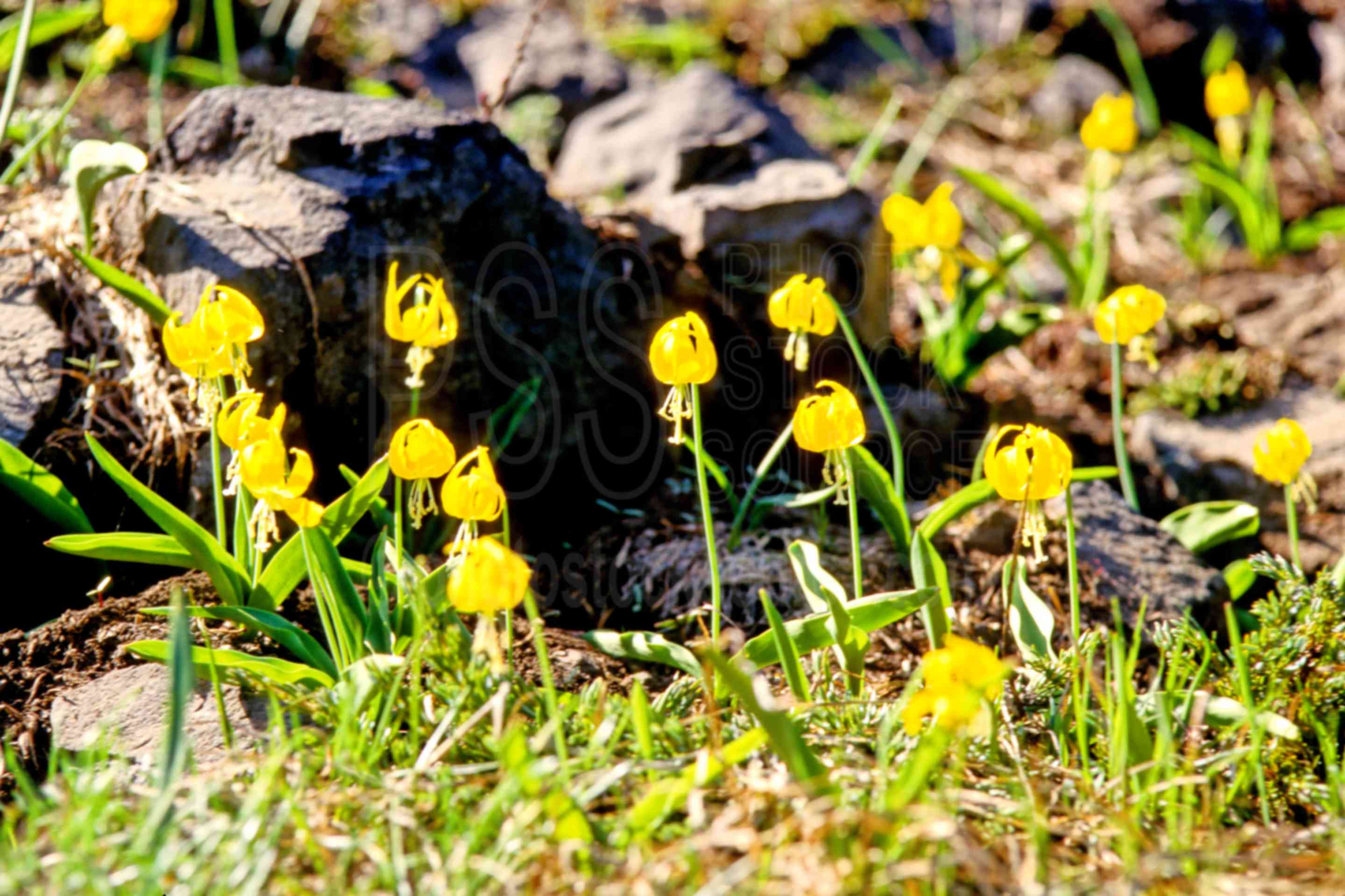 Yellow Avalanche Lilies,avalanche lily,lily,yellow avalanche lily,spring,plants,flowers