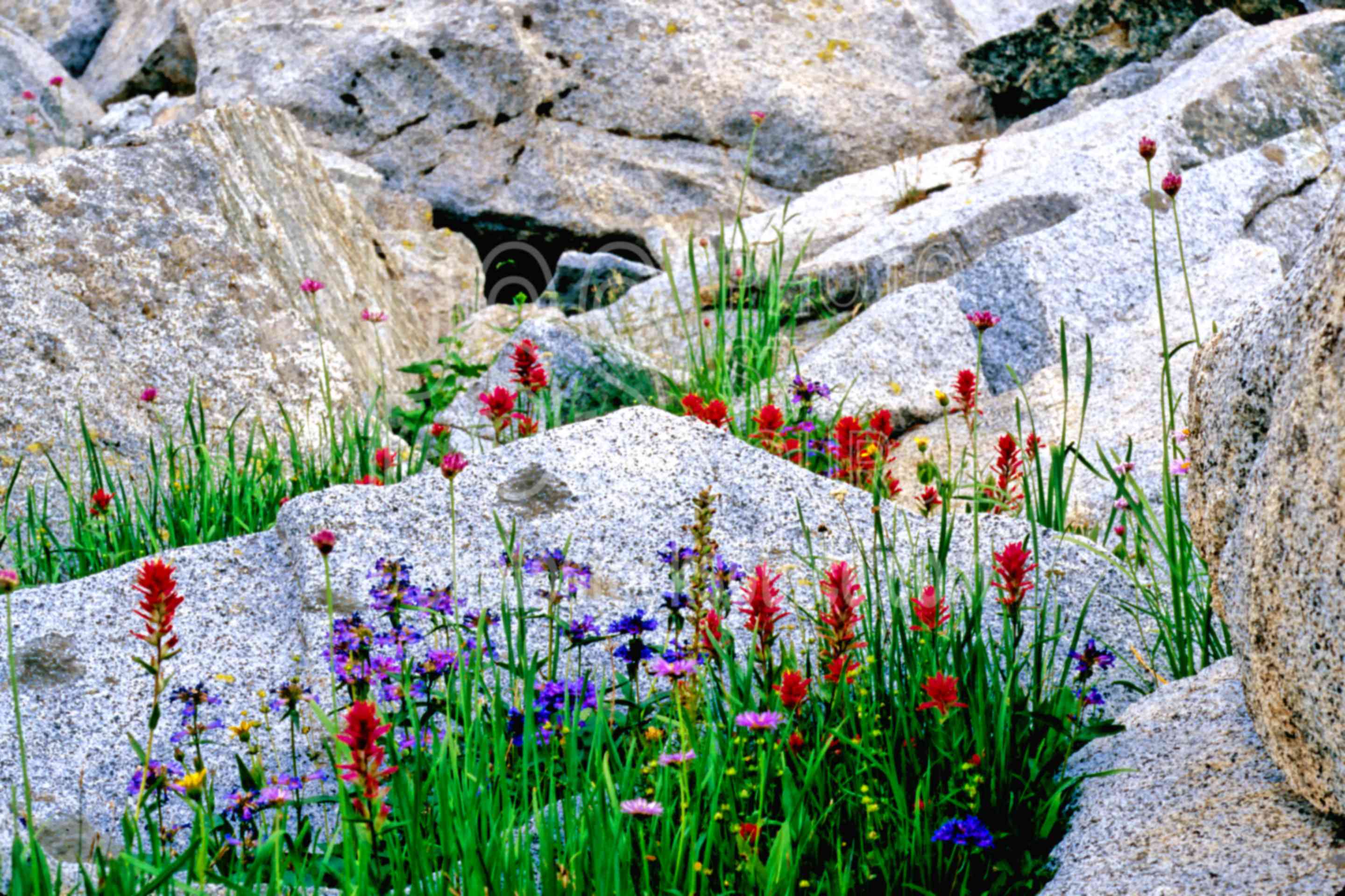 Indian Paintbrush,wallowas,usas,plants,flowers