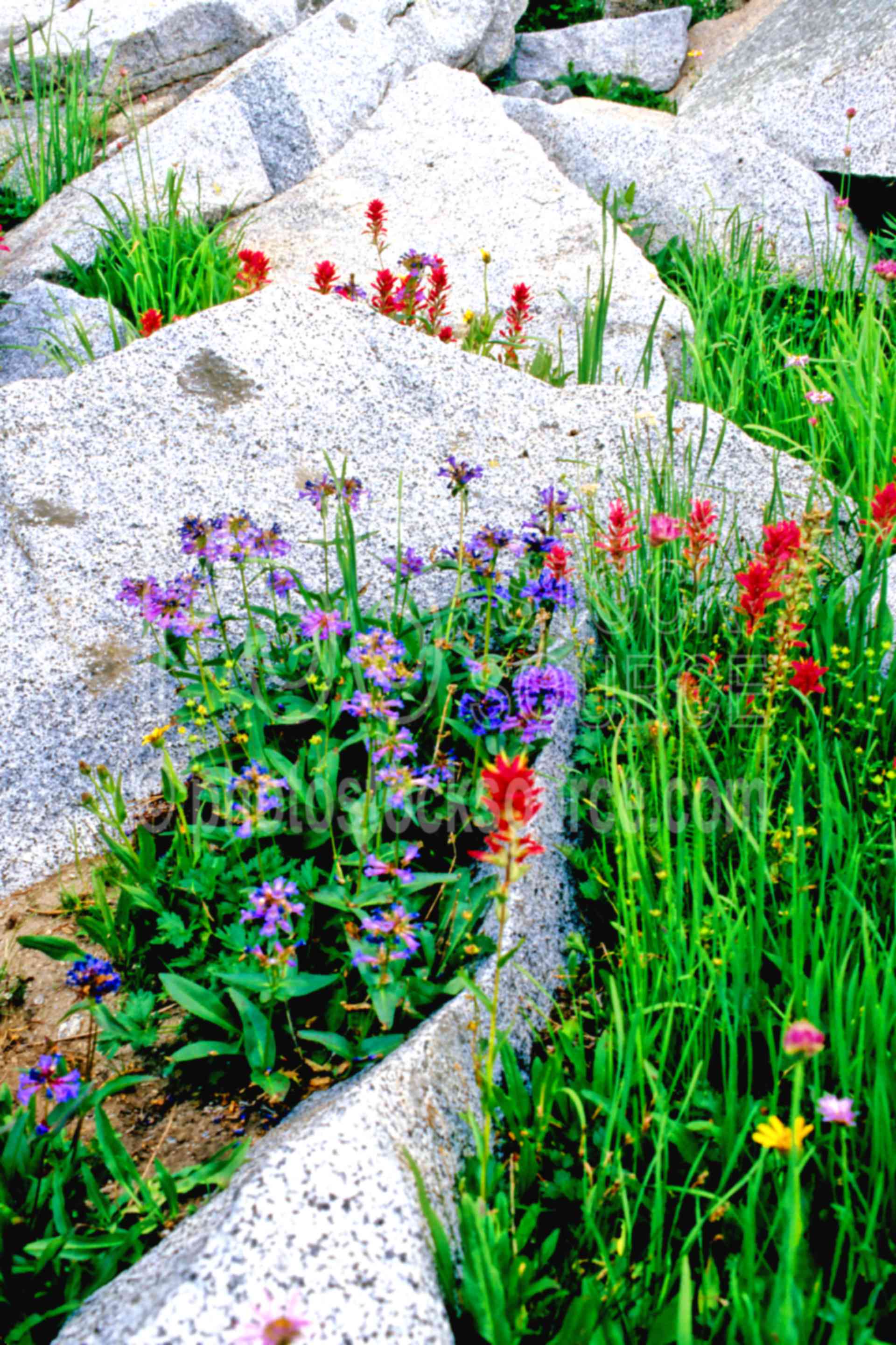 Indian Paintbrush,wallowas,usas,plants,flowers