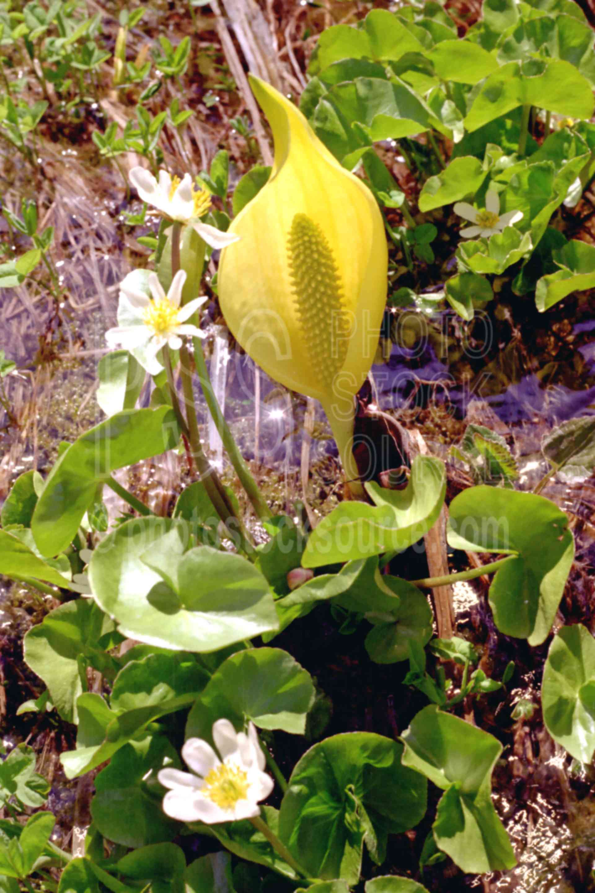 Skunk Cabbage Flower,skunk cabbage,plant,spring,plants,flowers