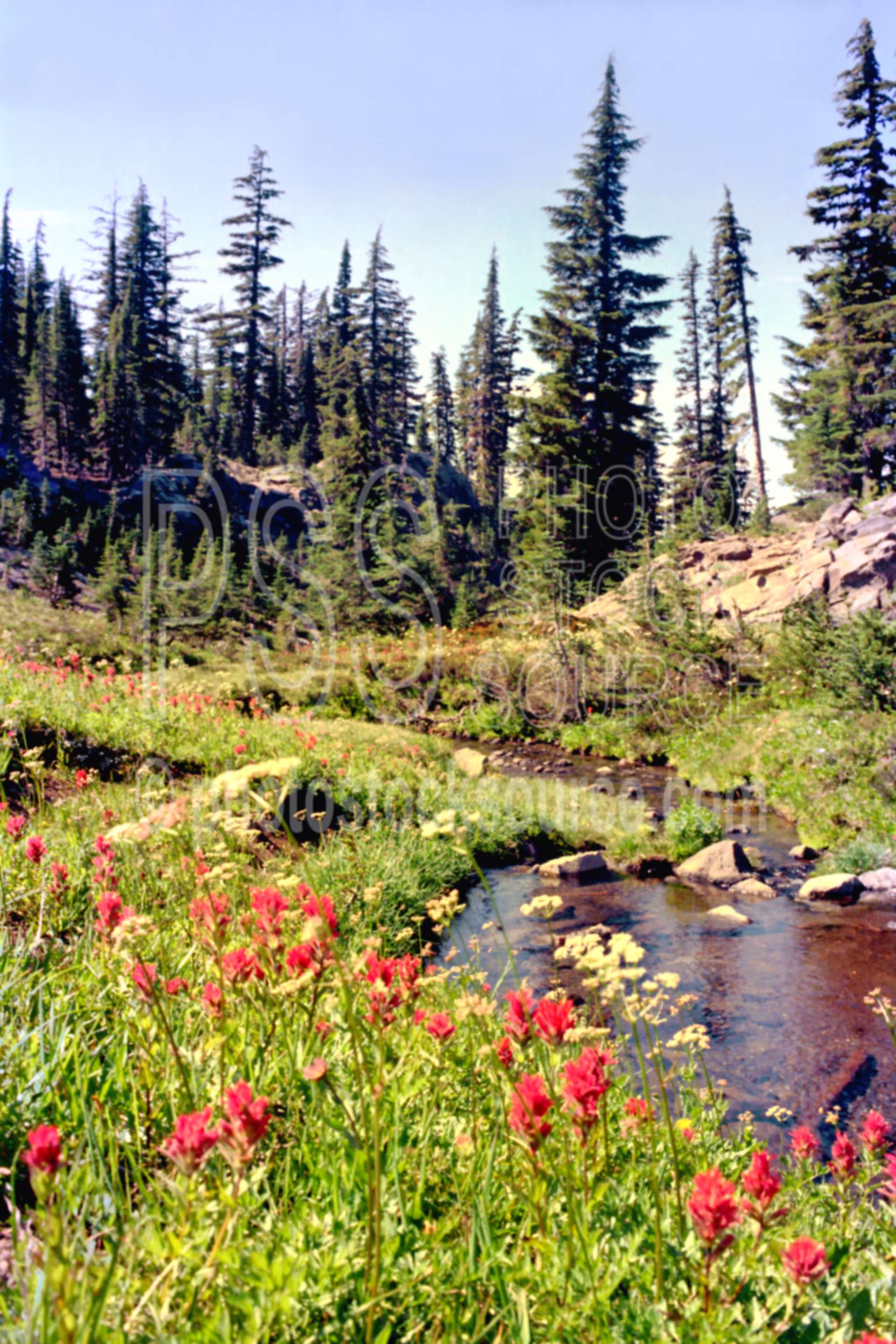 Wildflowers,indian paintbrush,paintbrush,three sisters wilderness,wildflower,usas,plants,flowers