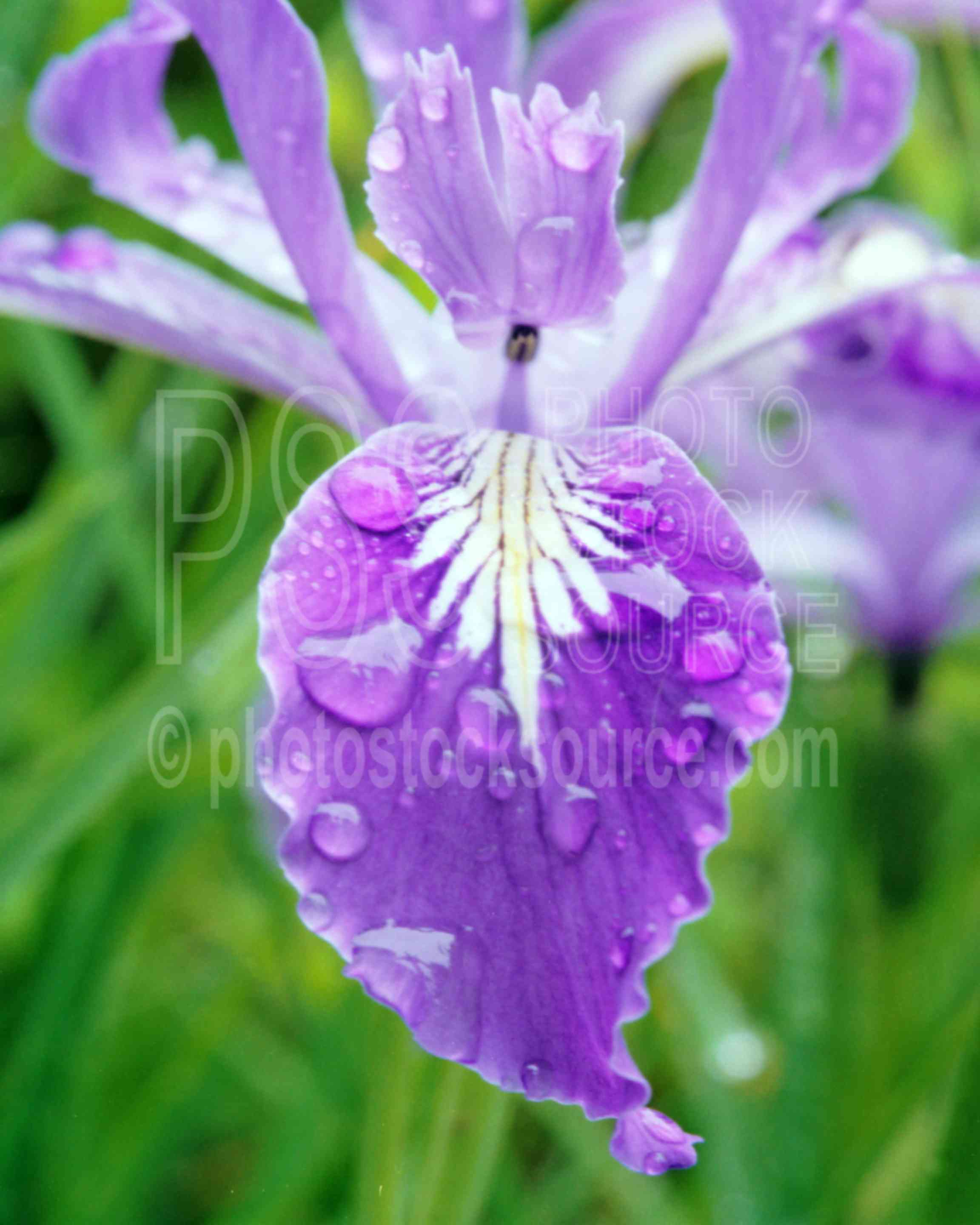 Dew on Iris,dews,iris,morning,spring,plants,flowers