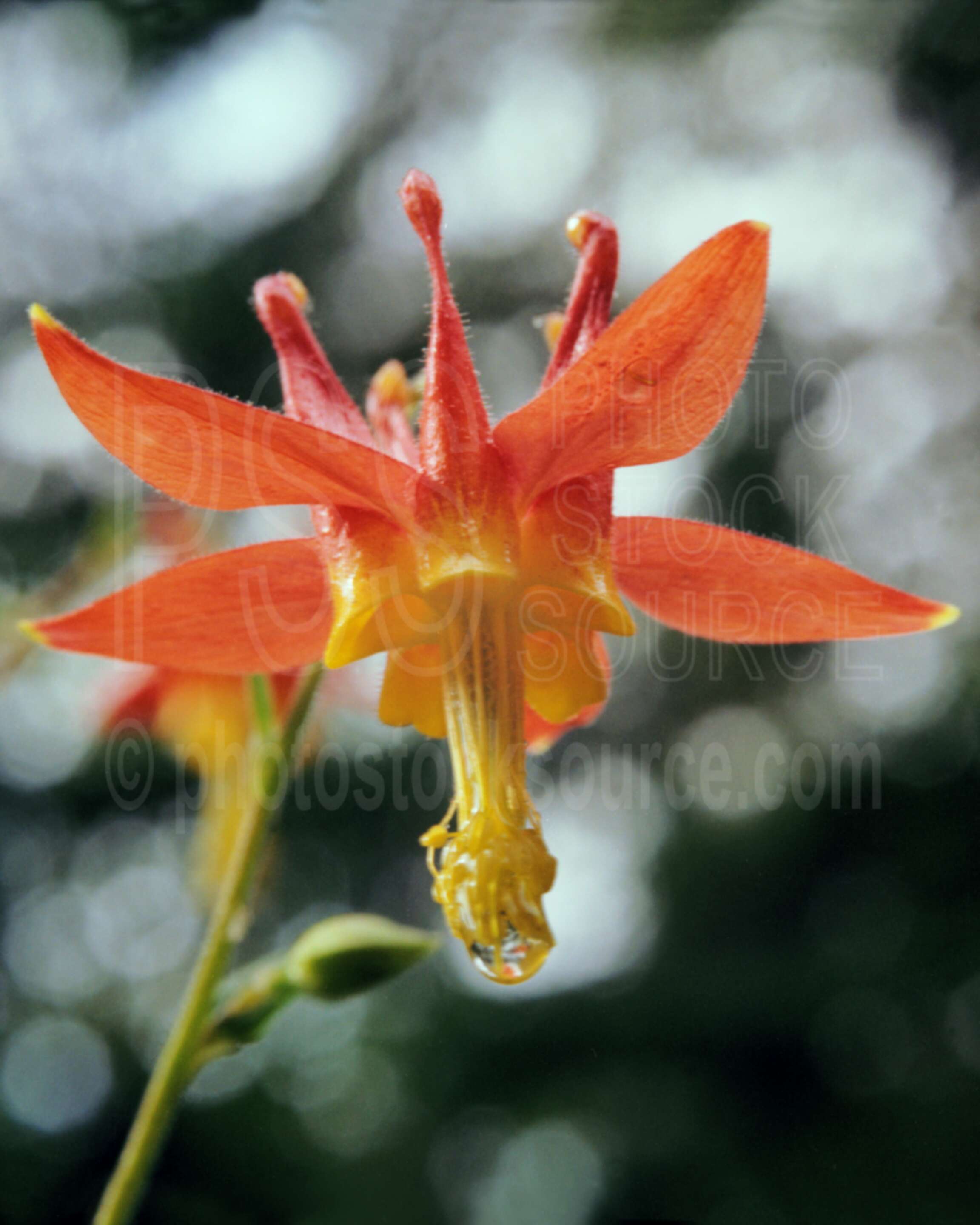 Columbine,spring,red,plants,flowers