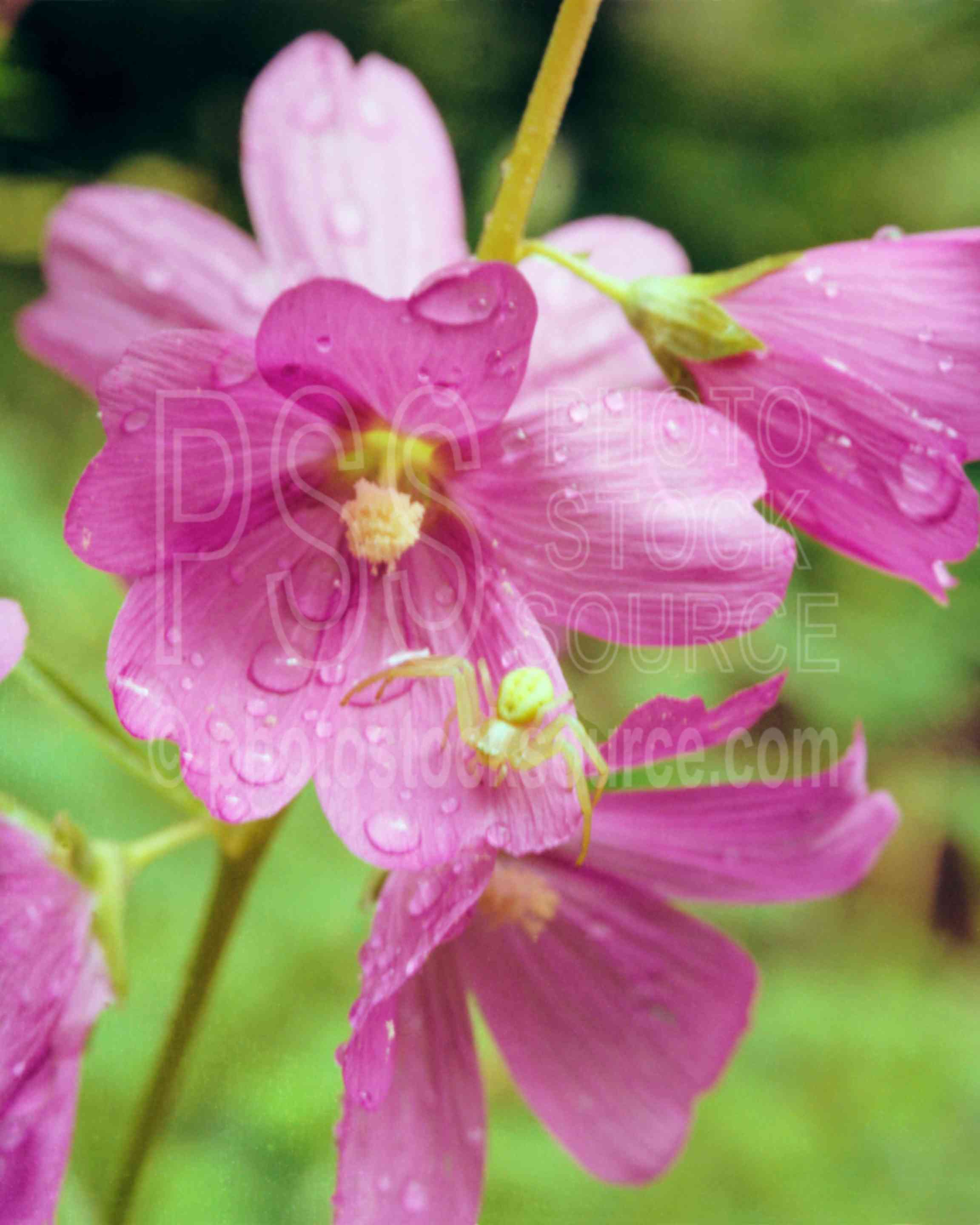 Spider on Hollyhock,dews,hollyhock,spider,spring,plants,flowers