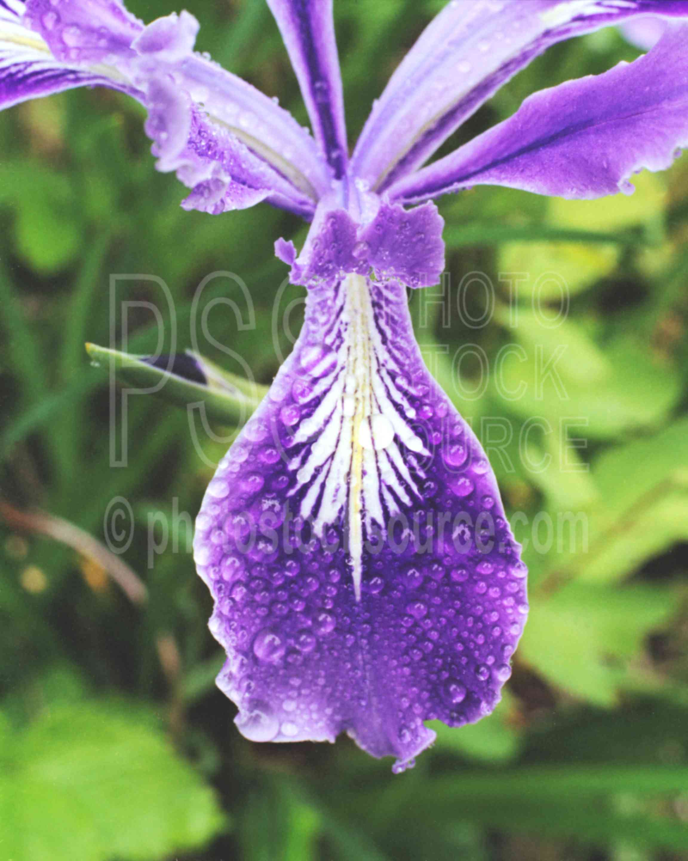 Dew on Iris,dews,iris,morning,usas,plants,flowers