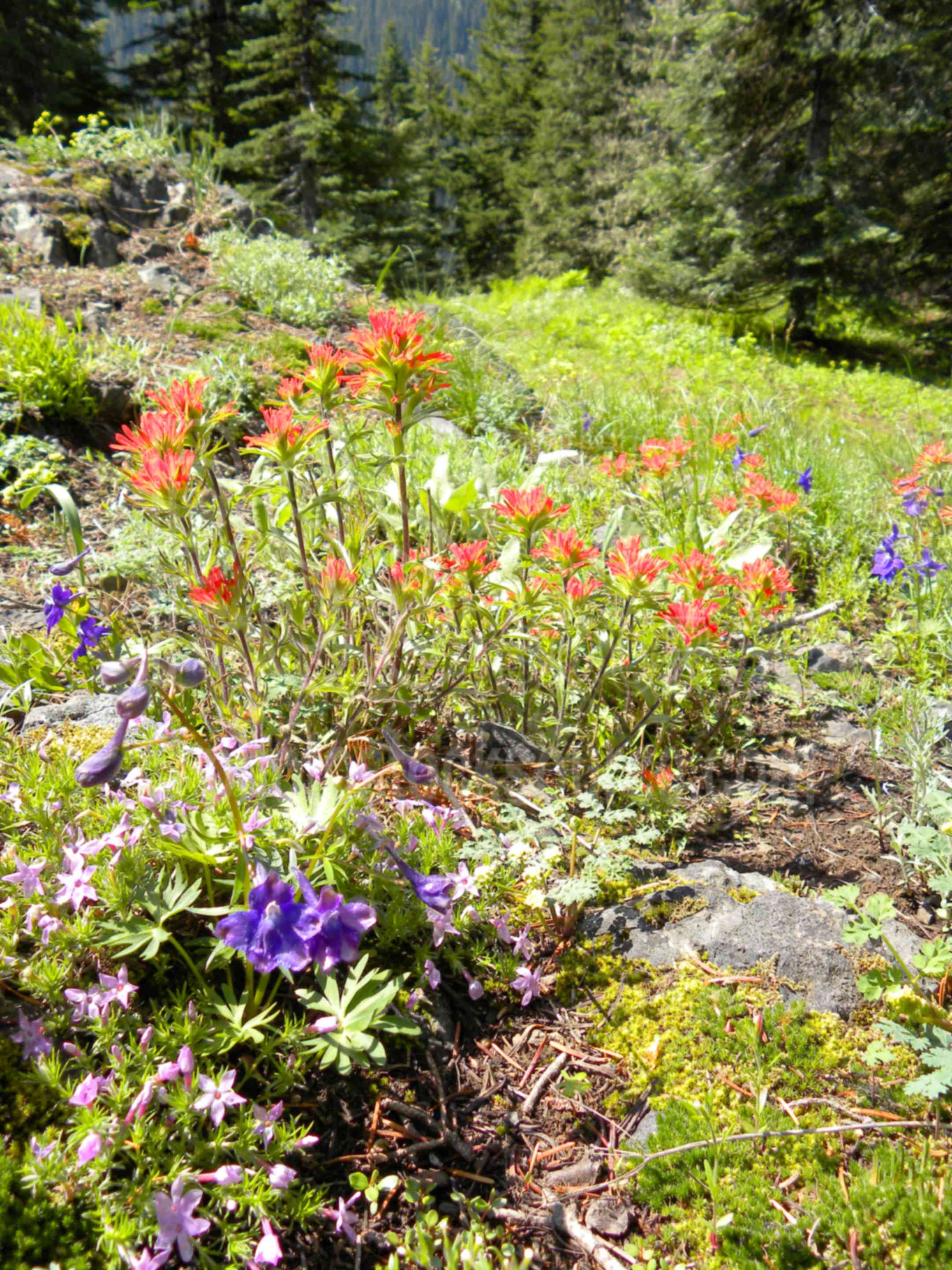 Indian Paintbrush,flowers,iron mt,iron mountain,flower,summer,purple,red,paintbrush,larkspur,delphinium,plants