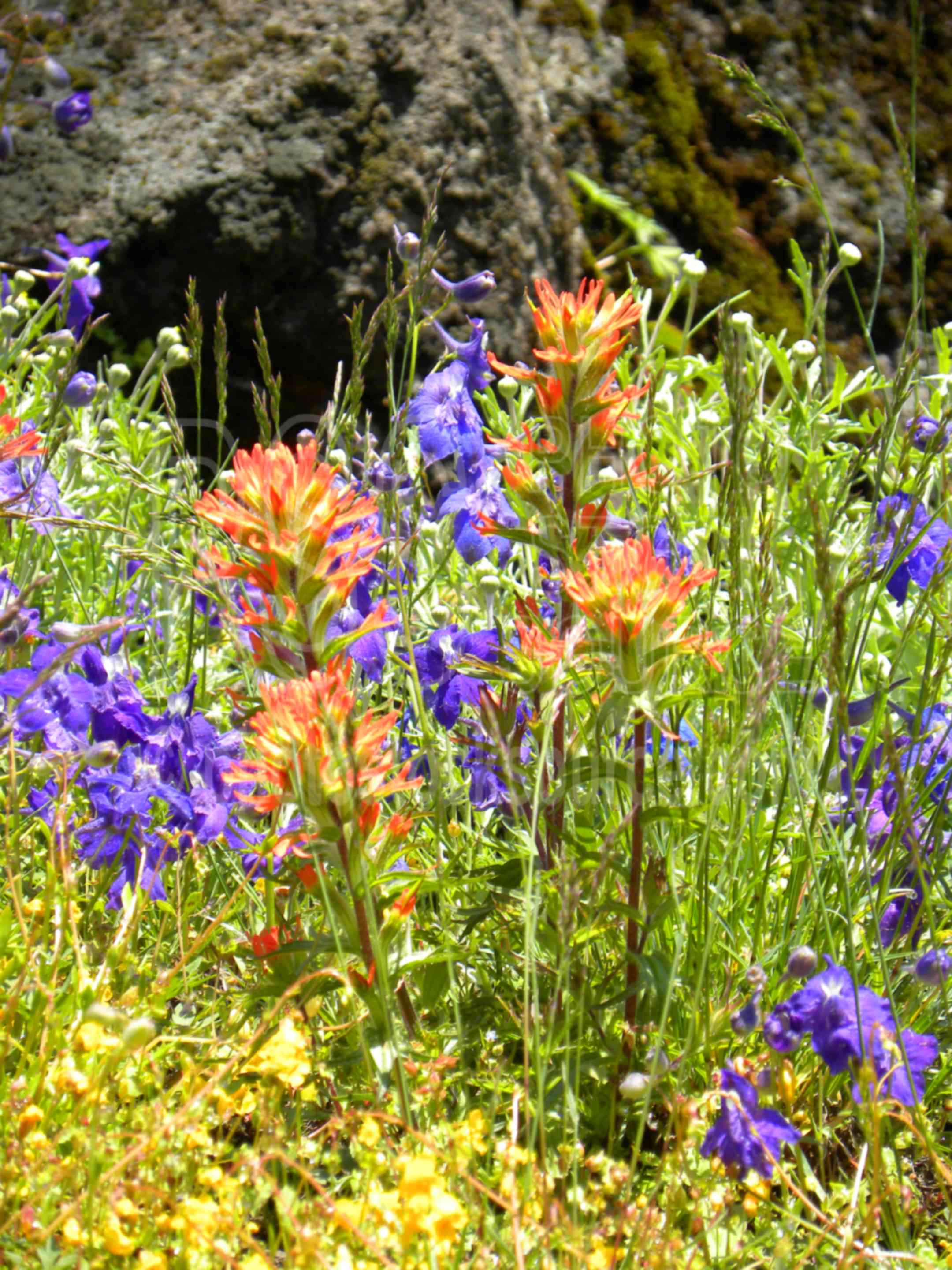 Indian Paintbrush and Larkspur,flowers,iron mt,iron mountain,flower,indian paintbrush,larkspur,delphinium,scrophulariaceae,plants