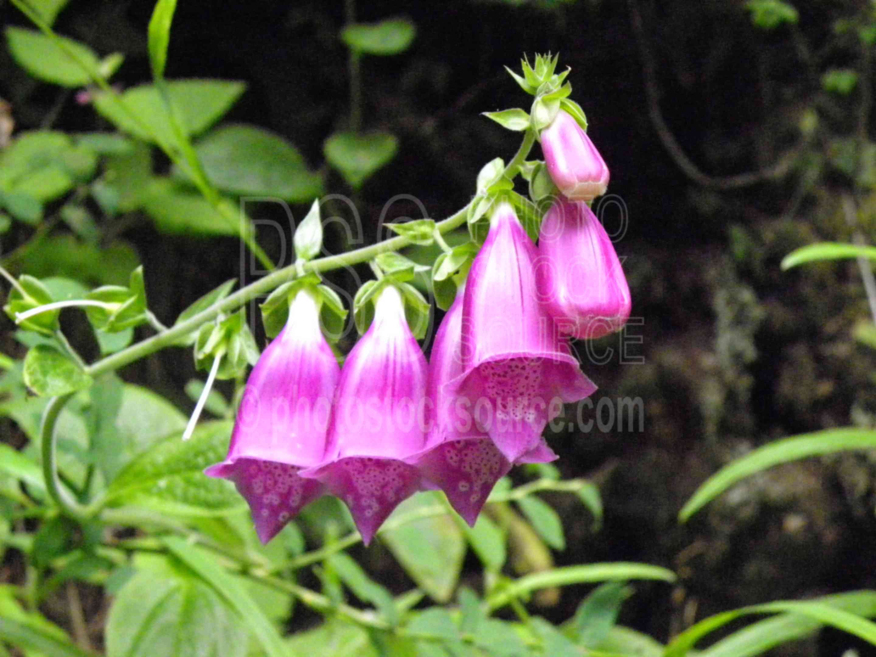 Purple Foxglove,flower,flowers,foxglove,wildflower,scrophulariaceae,plants