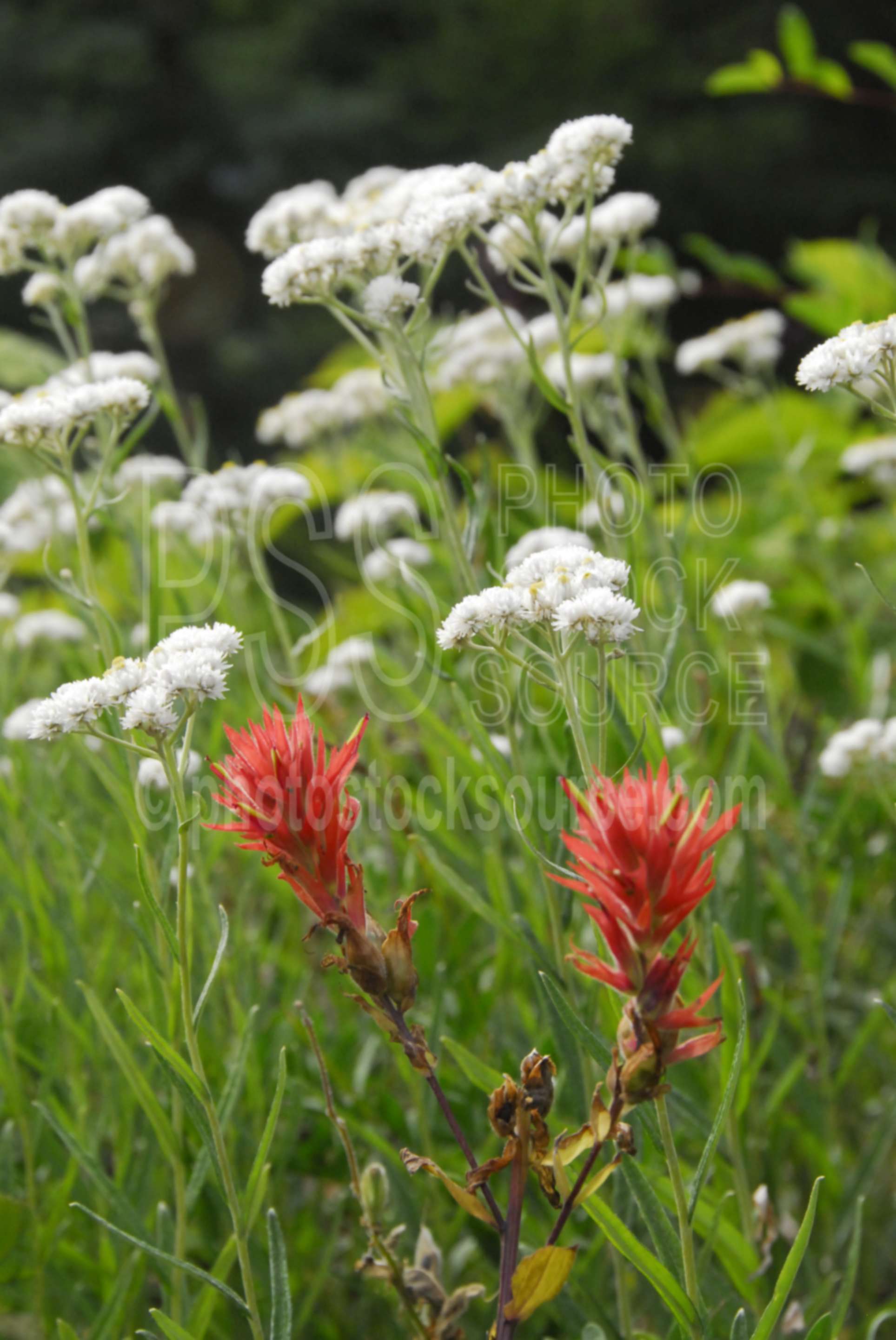 Indian Paintbrush,plants,flowers,indian paintbrush,castilleja hispida,pearly everlasting,anaphalis margaritacea