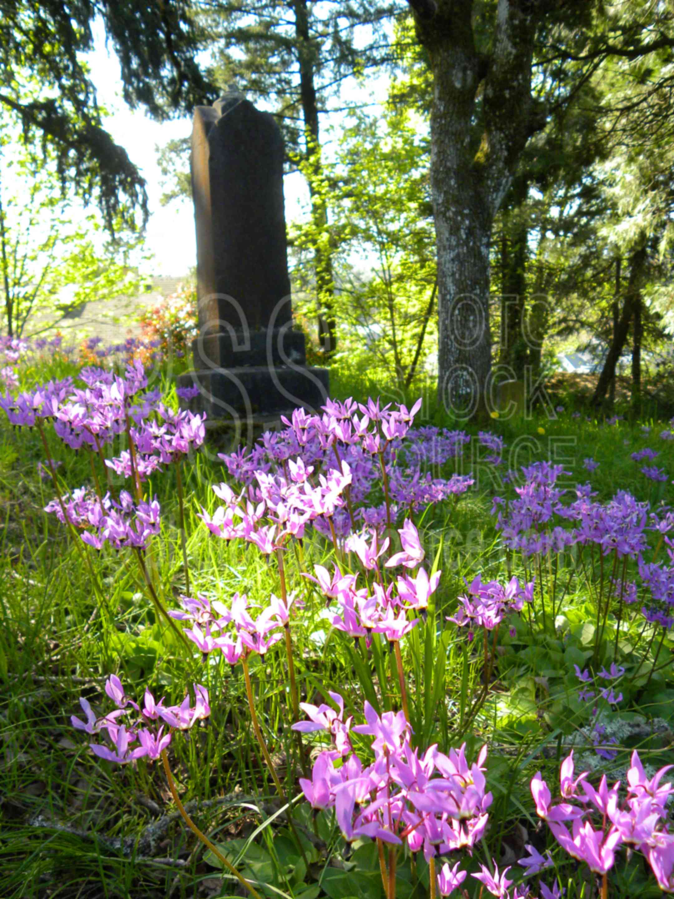 Gillespie Butte Cemetery,park,tree,oak,grass,butte,gillespie,dodecatheon henders,shooting star