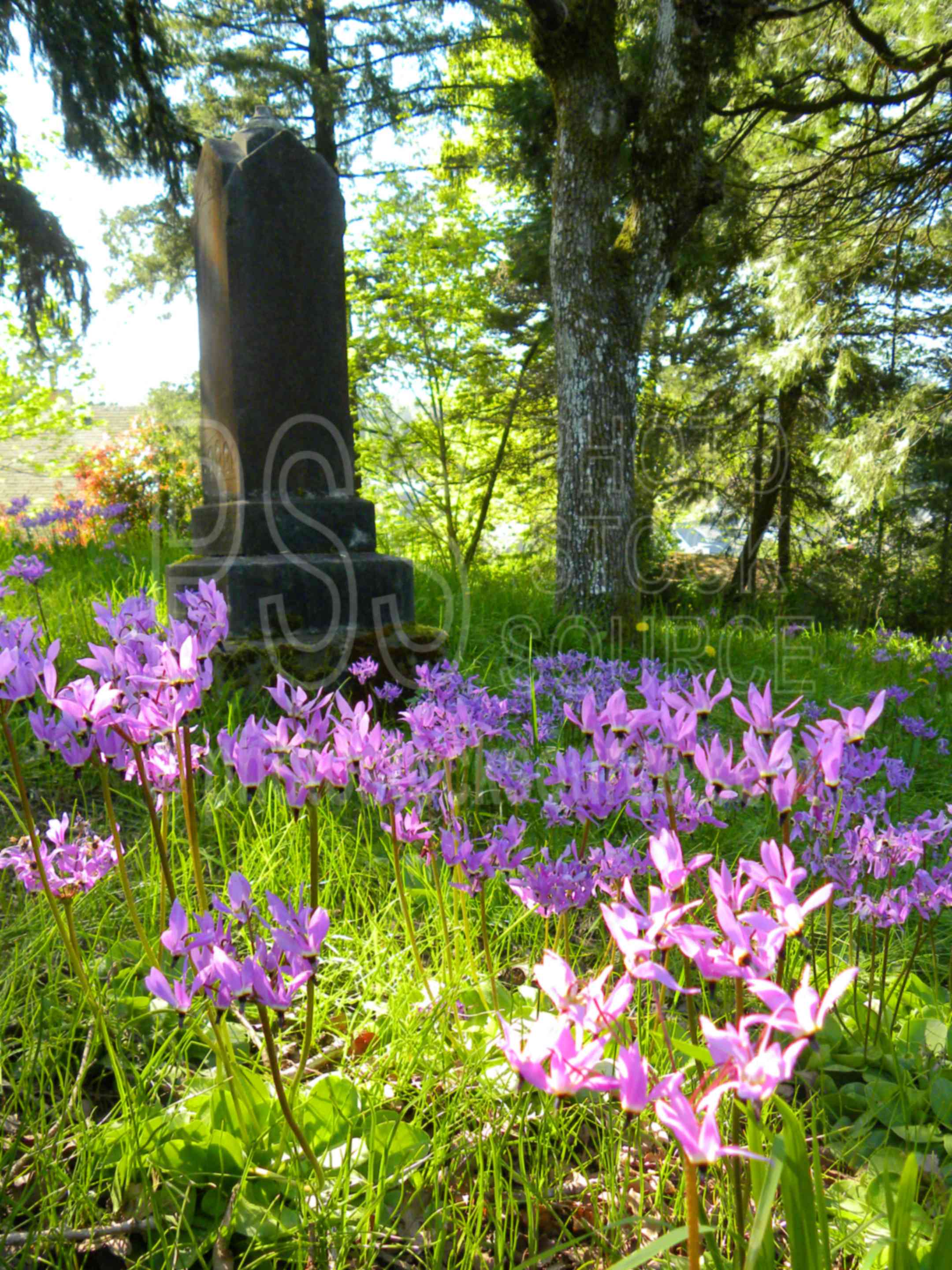 Gillespie Butte Cemetery,park,tree,oak,grass,butte,gillespie,dodecatheon henders,shooting star