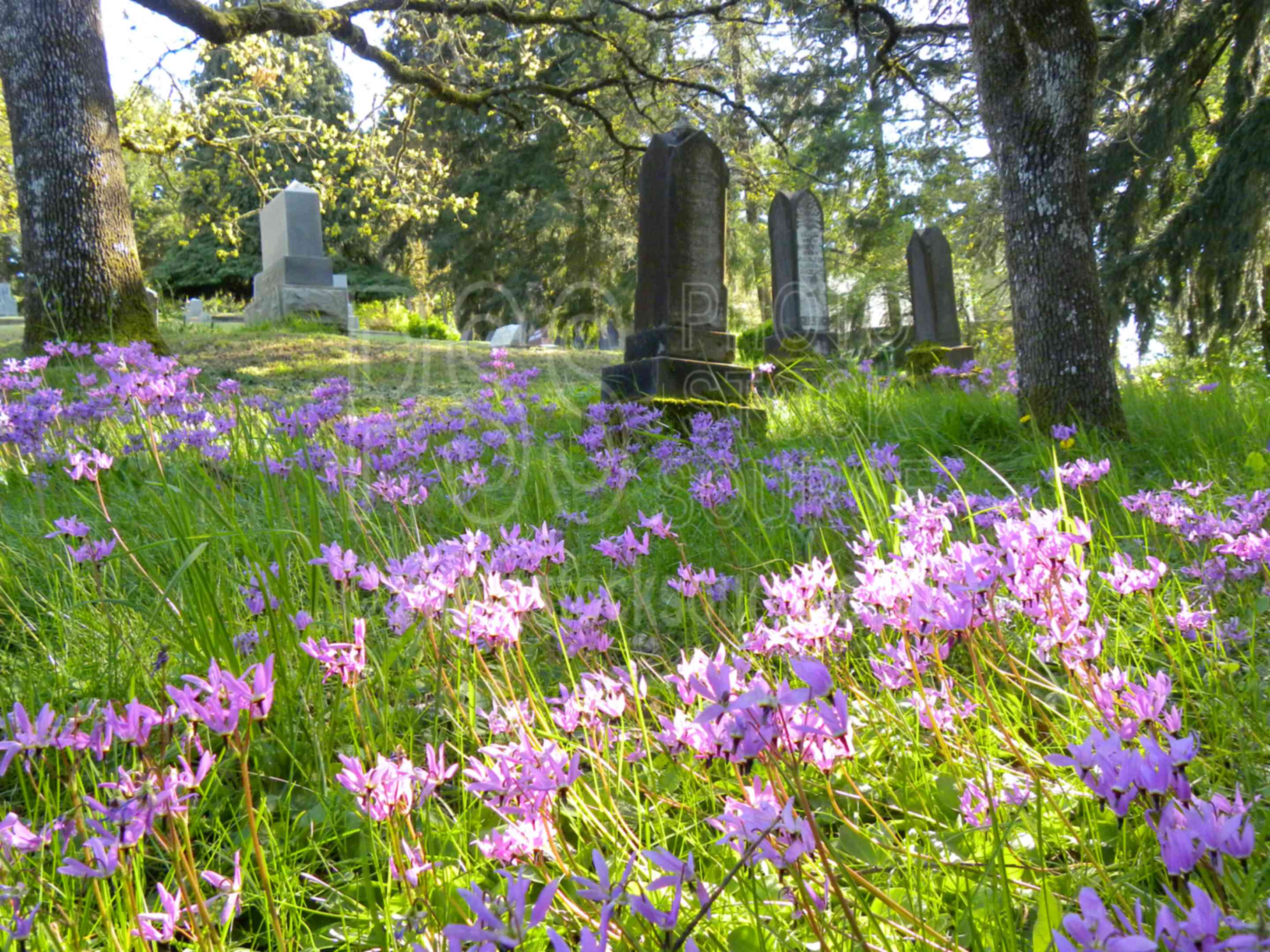 Gillespie Butte Cemetery,park,tree,oak,grass,butte,gillespie,dodecatheon henders,shooting star