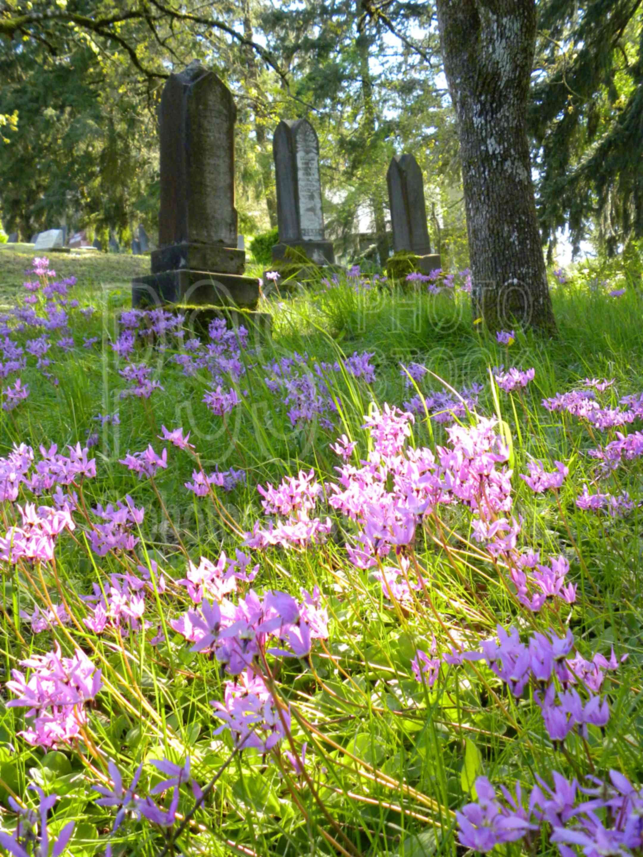 Gillespie Butte Cemetery,park,tree,oak,grass,butte,gillespie,dodecatheon henders,shooting star