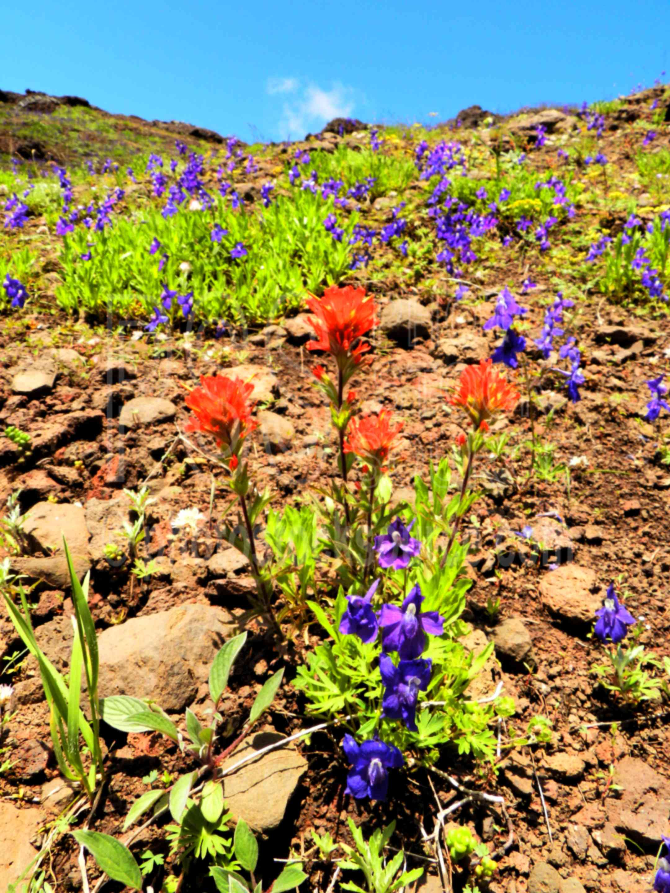 Larkspur and Paintbrush,flower,flowers,wildflowers,larkspur,indian paintbrush,paintbrush,Castilleja parviflora