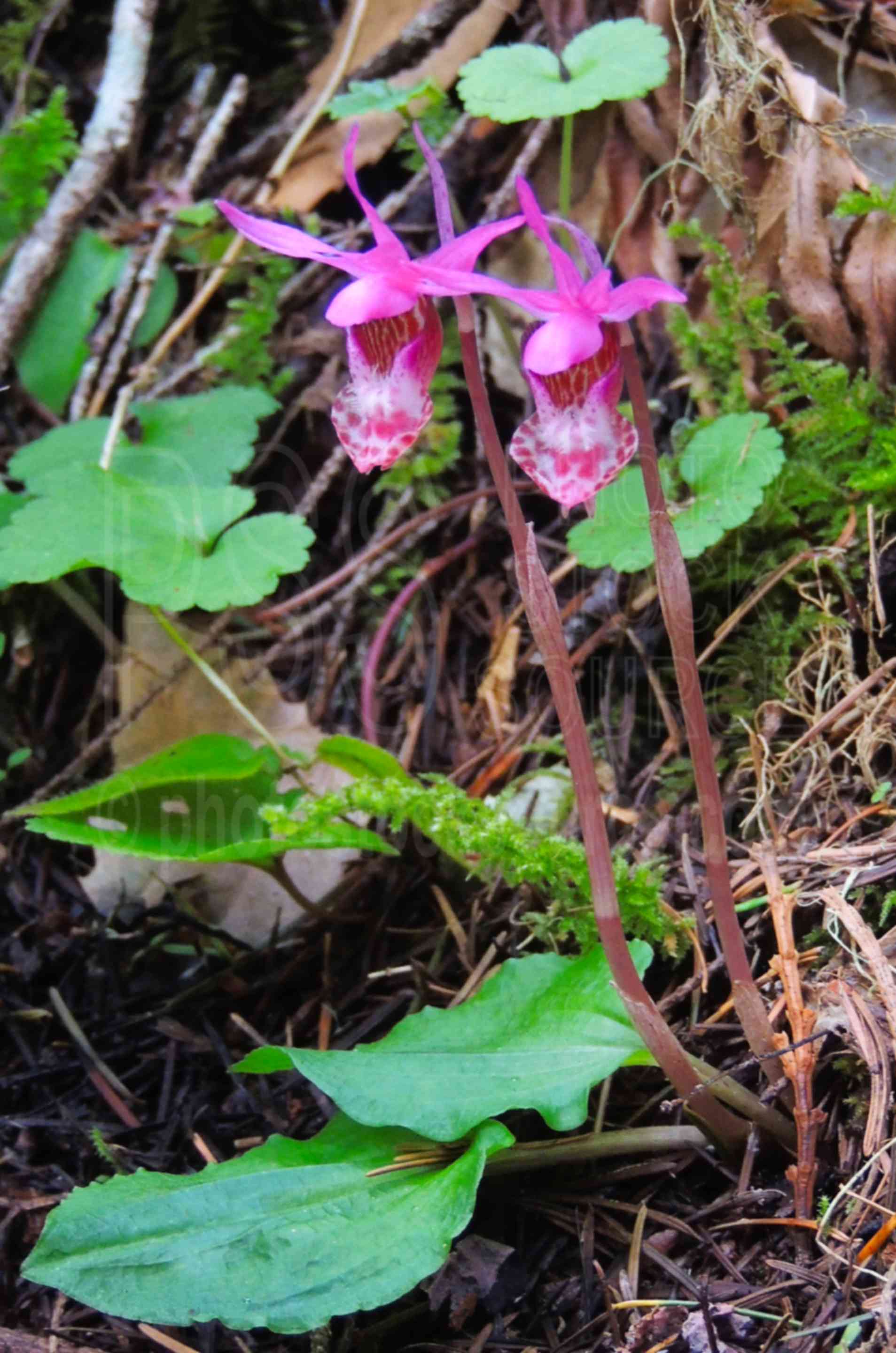 Lady Slippers Flowers,lady slipper,calypso bulbosa,flower,wildflowers