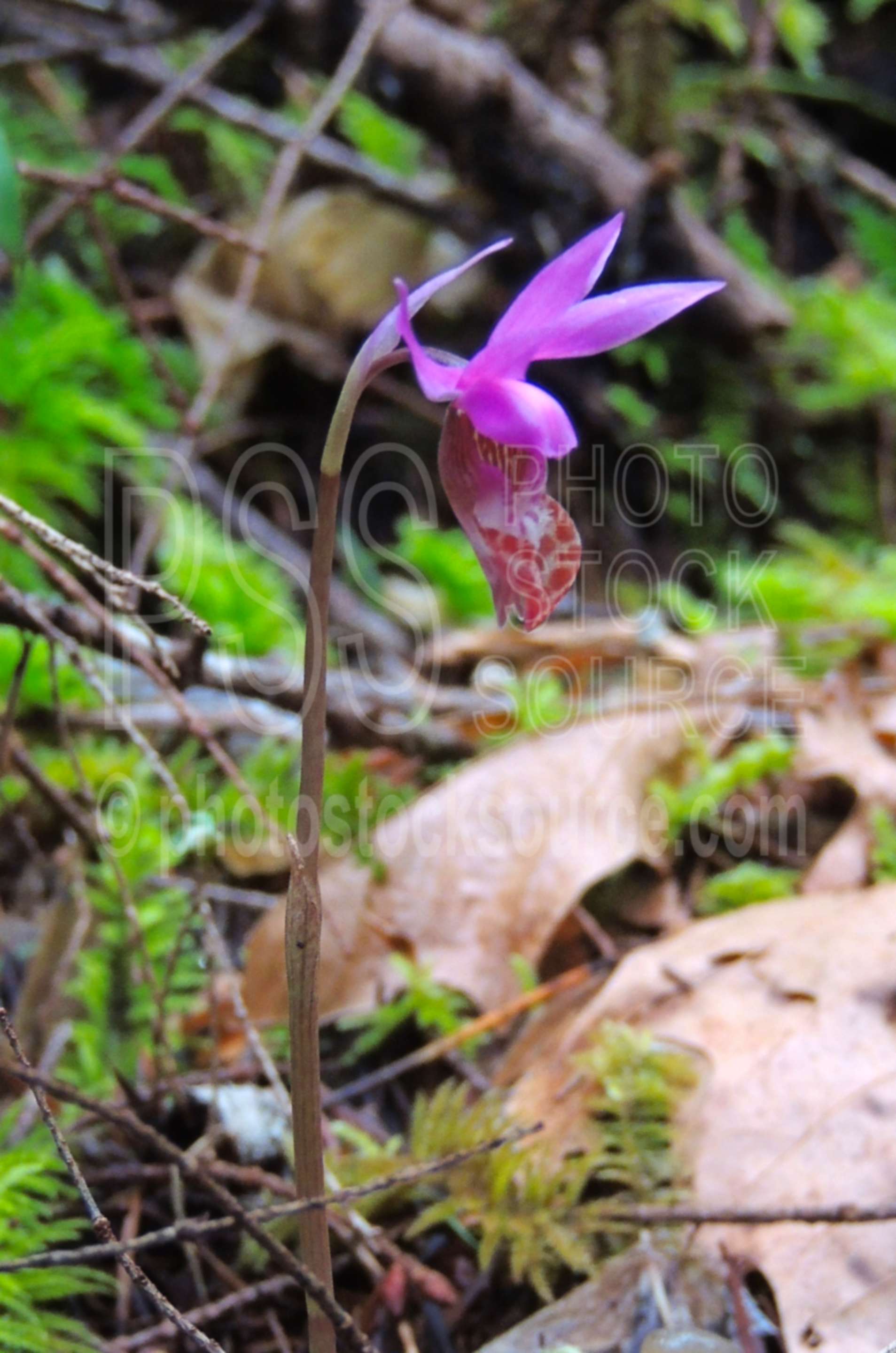 Lady Slippers Flower,lady slipper,calypso bulbosa,flower,wildflowers