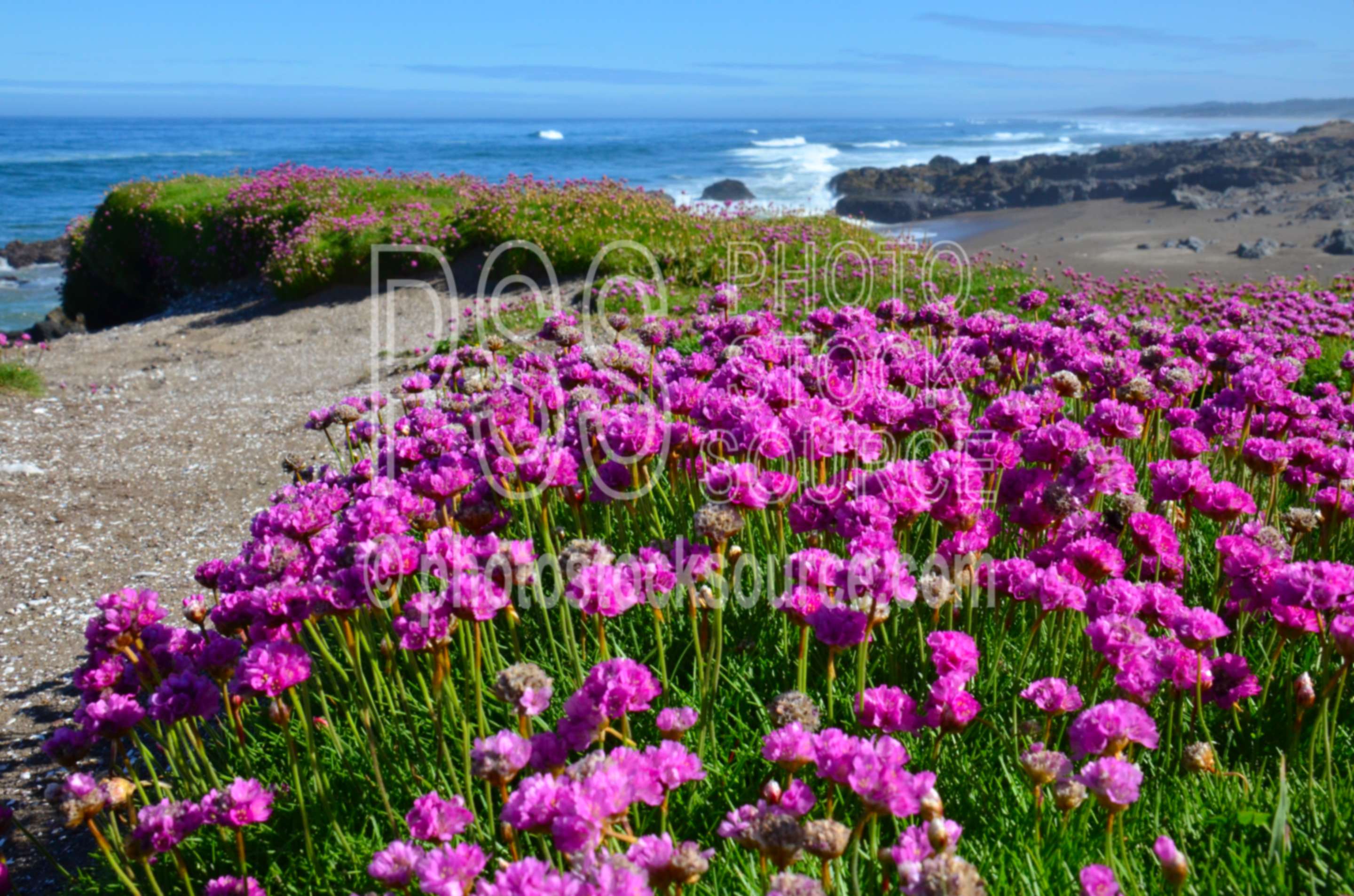 Sea Pink Flowers,beach,sand,ocean,flowers,coast,waves,wildflowers