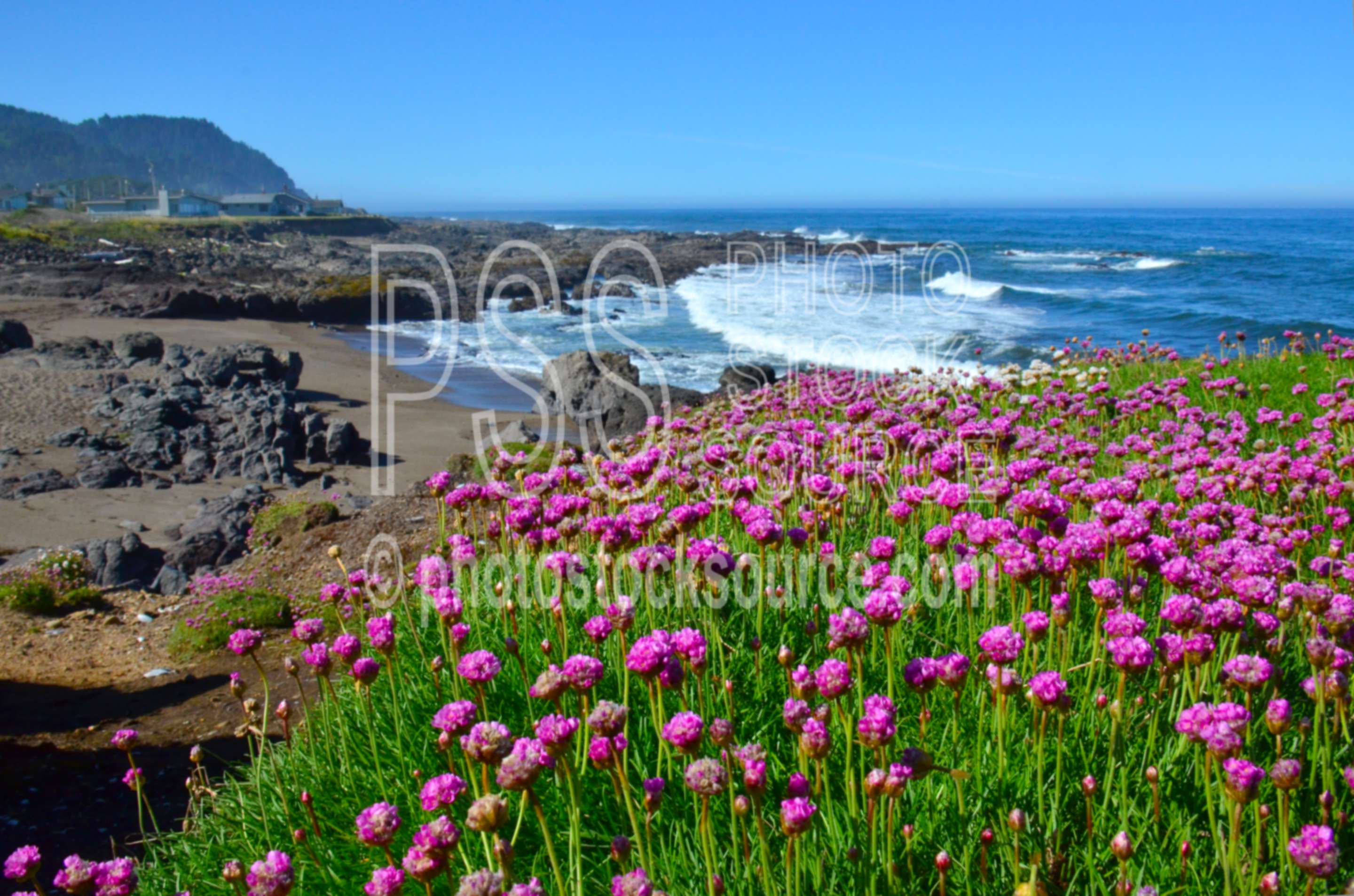 Sea Pink Flowers,beach,sand,ocean,flowers,coast,waves,wildflowers