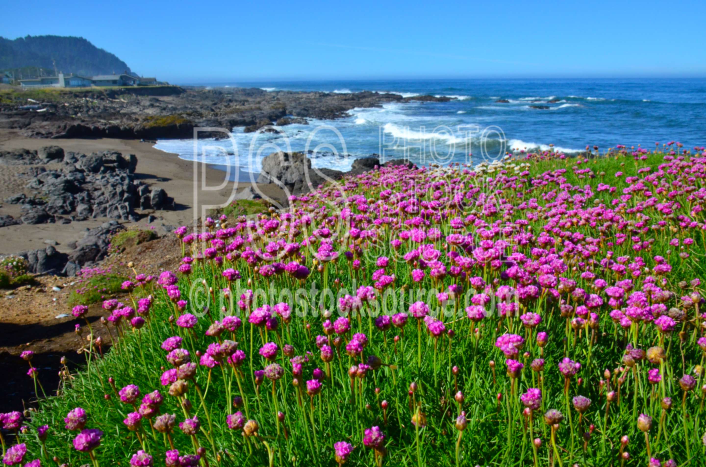 Sea Pink Flowers,beach,sand,ocean,flowers,coast,waves,wildflowers