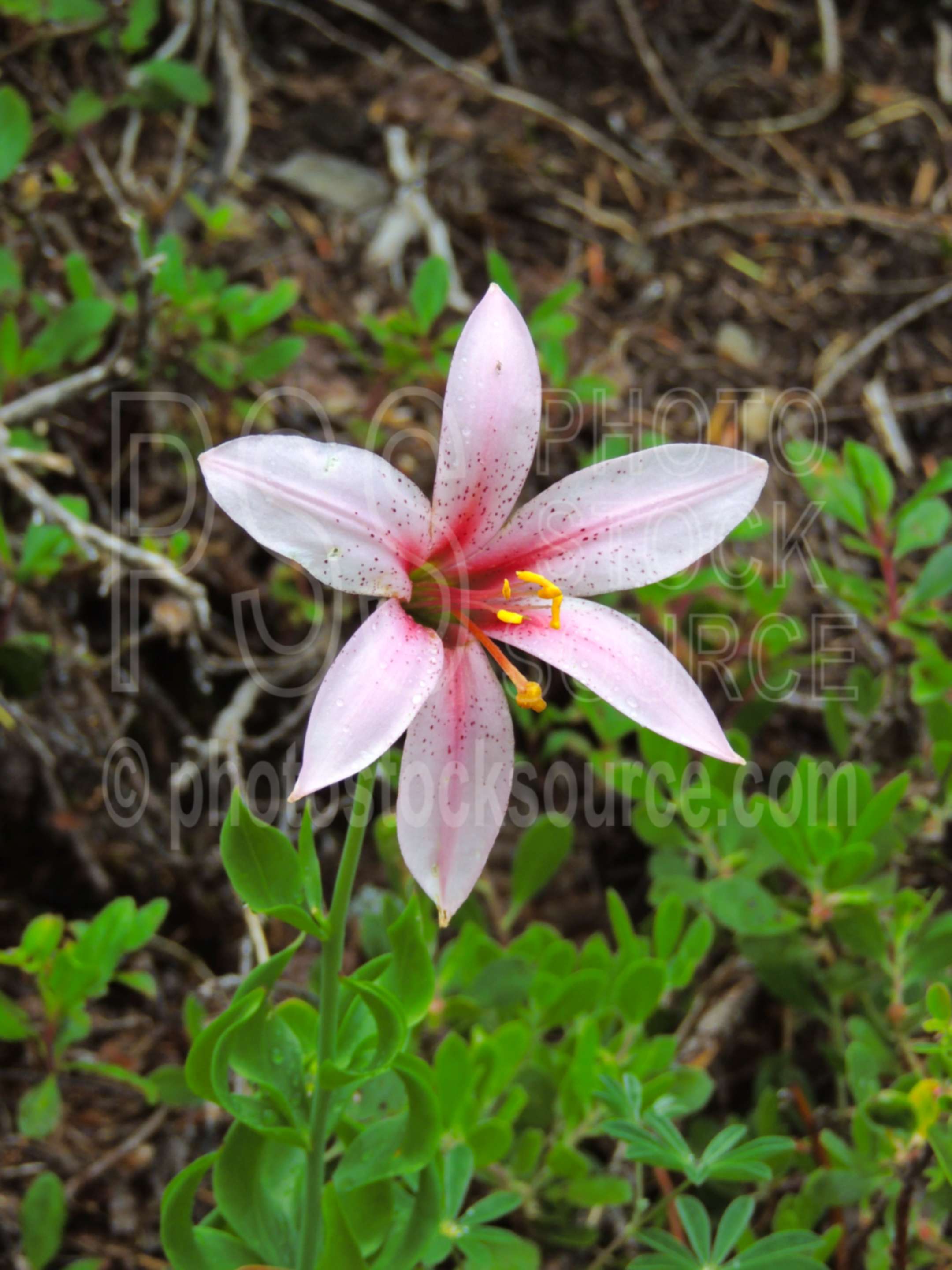 Shasta Lily,hiking,mountain,wilderness,shasta lily,lilium washingtonianum,mt Hood lily,cascade lily,wildflowers