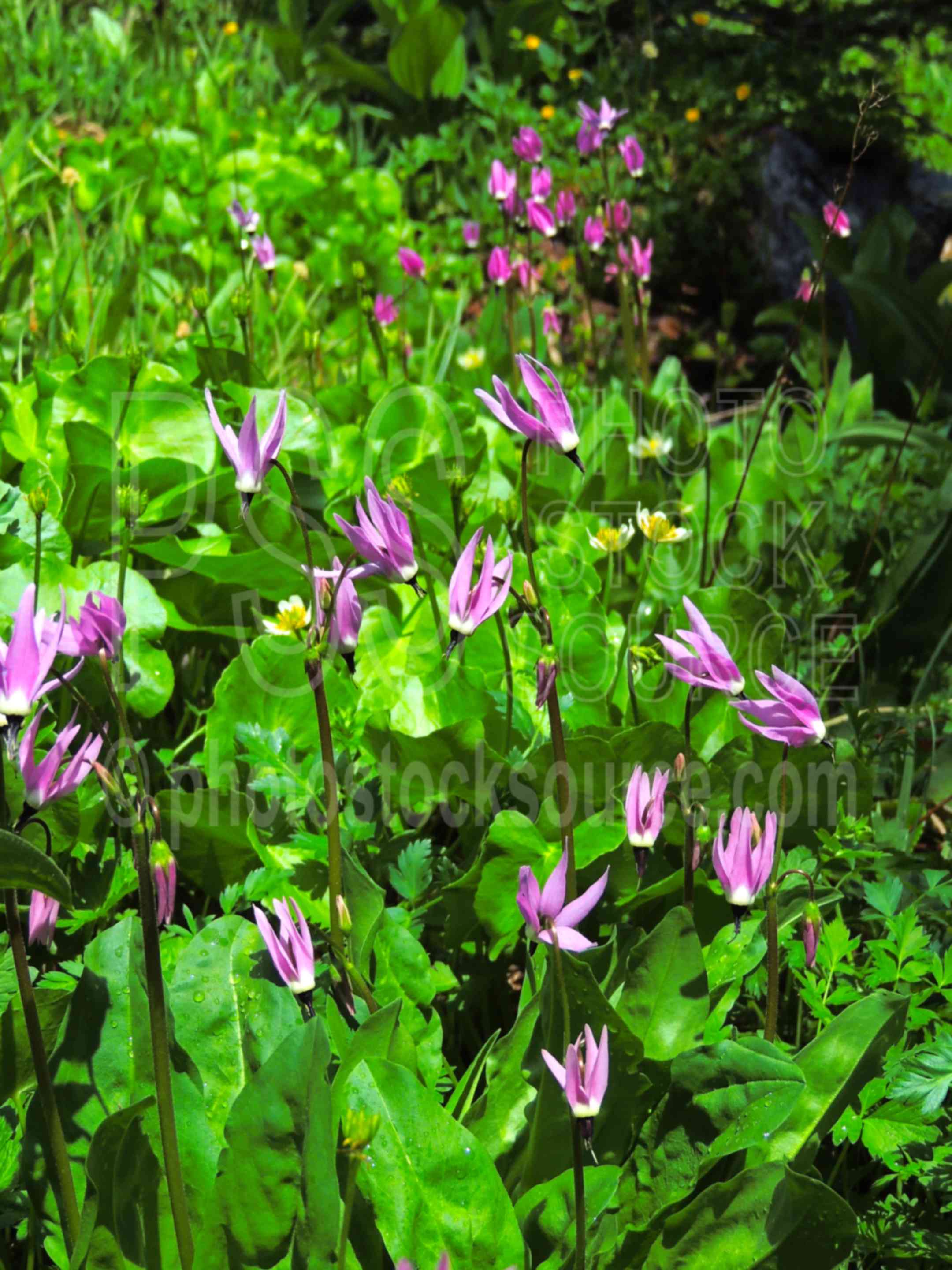 Alpine Shooting Star,hiking,mountain,wilderness,alpine shooting star,dodecatheon alpinumstalks,wildflowers