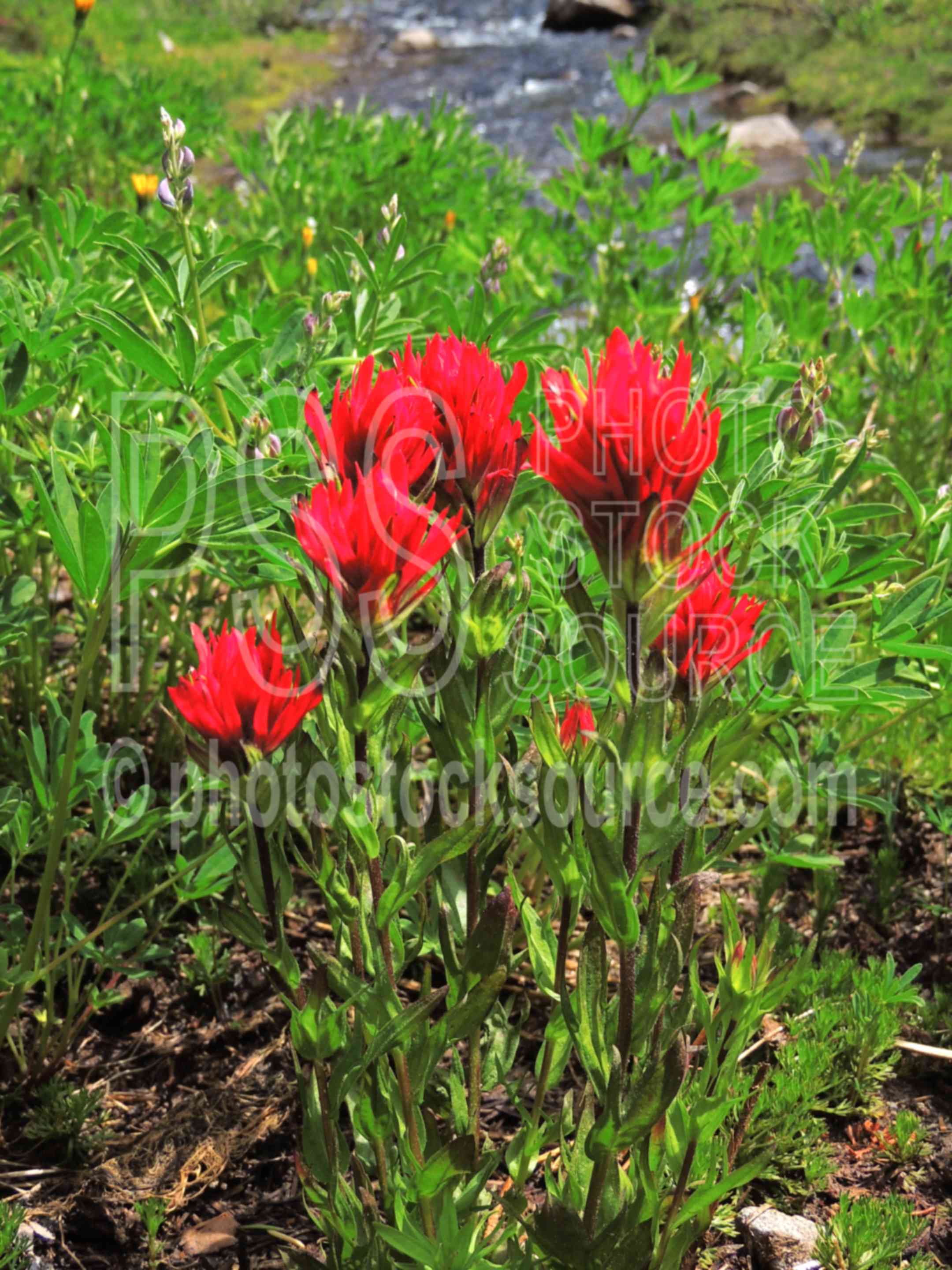 Scarlet Indian Paintbrush,wilderness,wildflowers,scarlet indian paintbrush,castilleja miniata