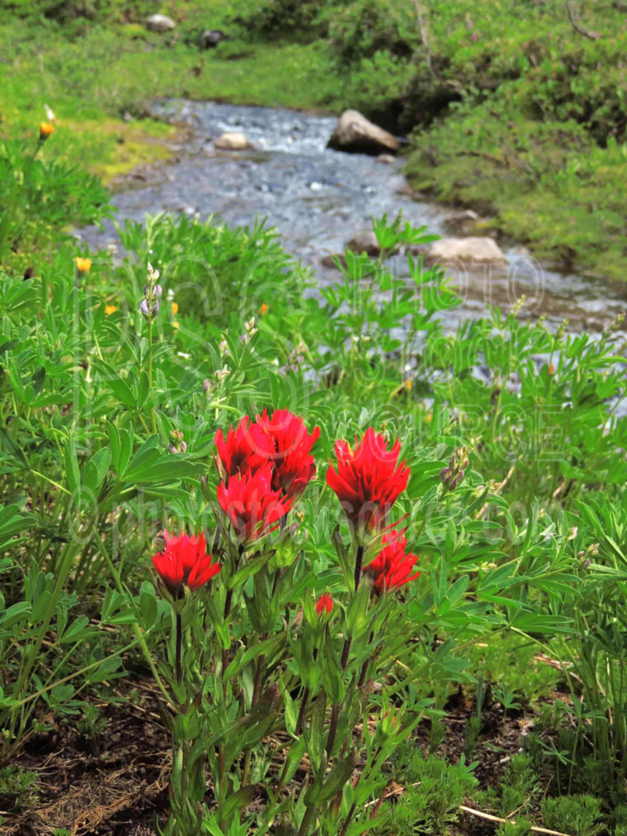 Scarlet Indian Paintbrush,wilderness,wildflowers,scarlet indian paintbrush,castilleja miniata