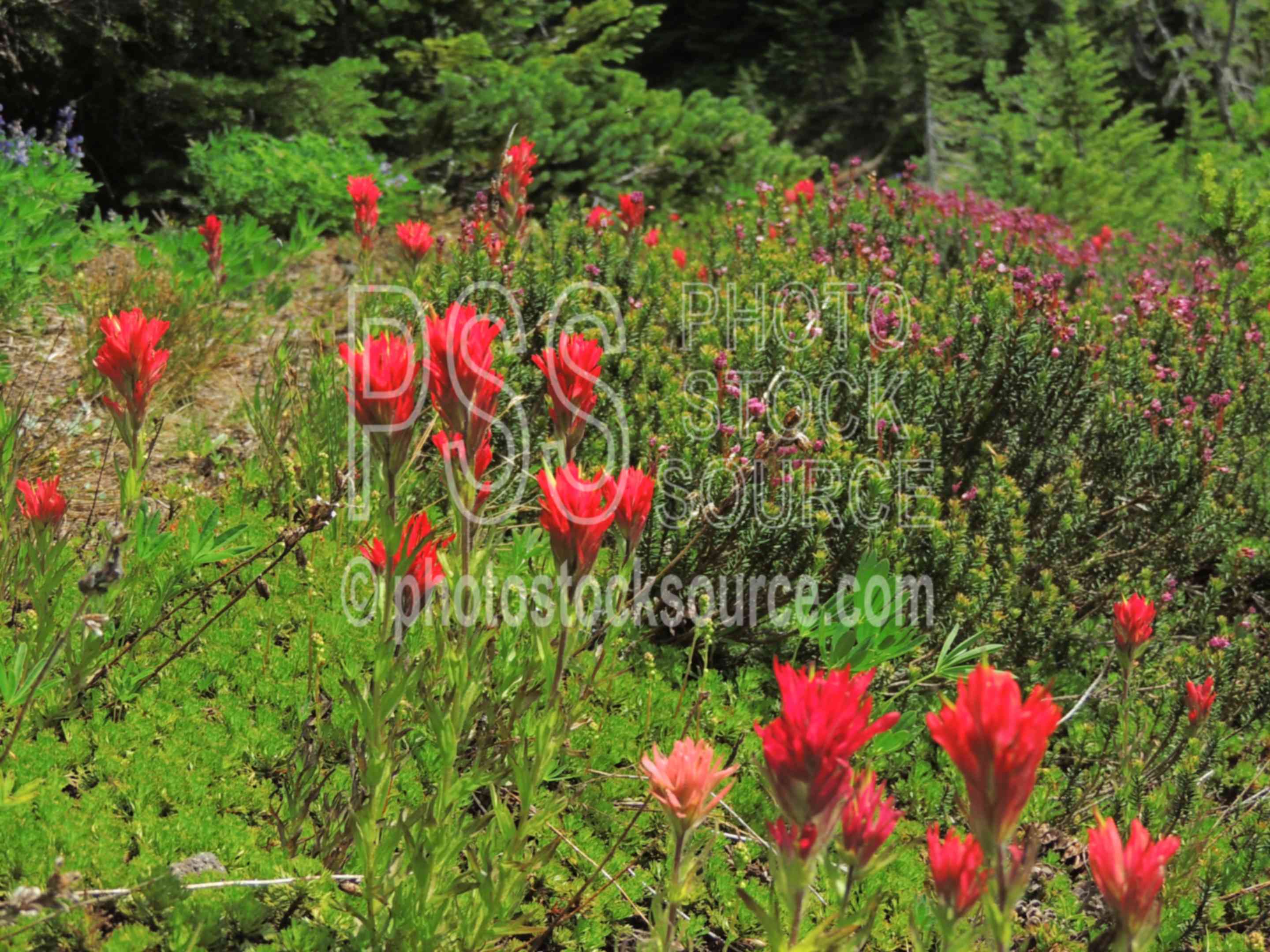 Scarlet Indian Paintbrush,wilderness,wildflowers,scarlet indian paintbrush,castilleja miniata
