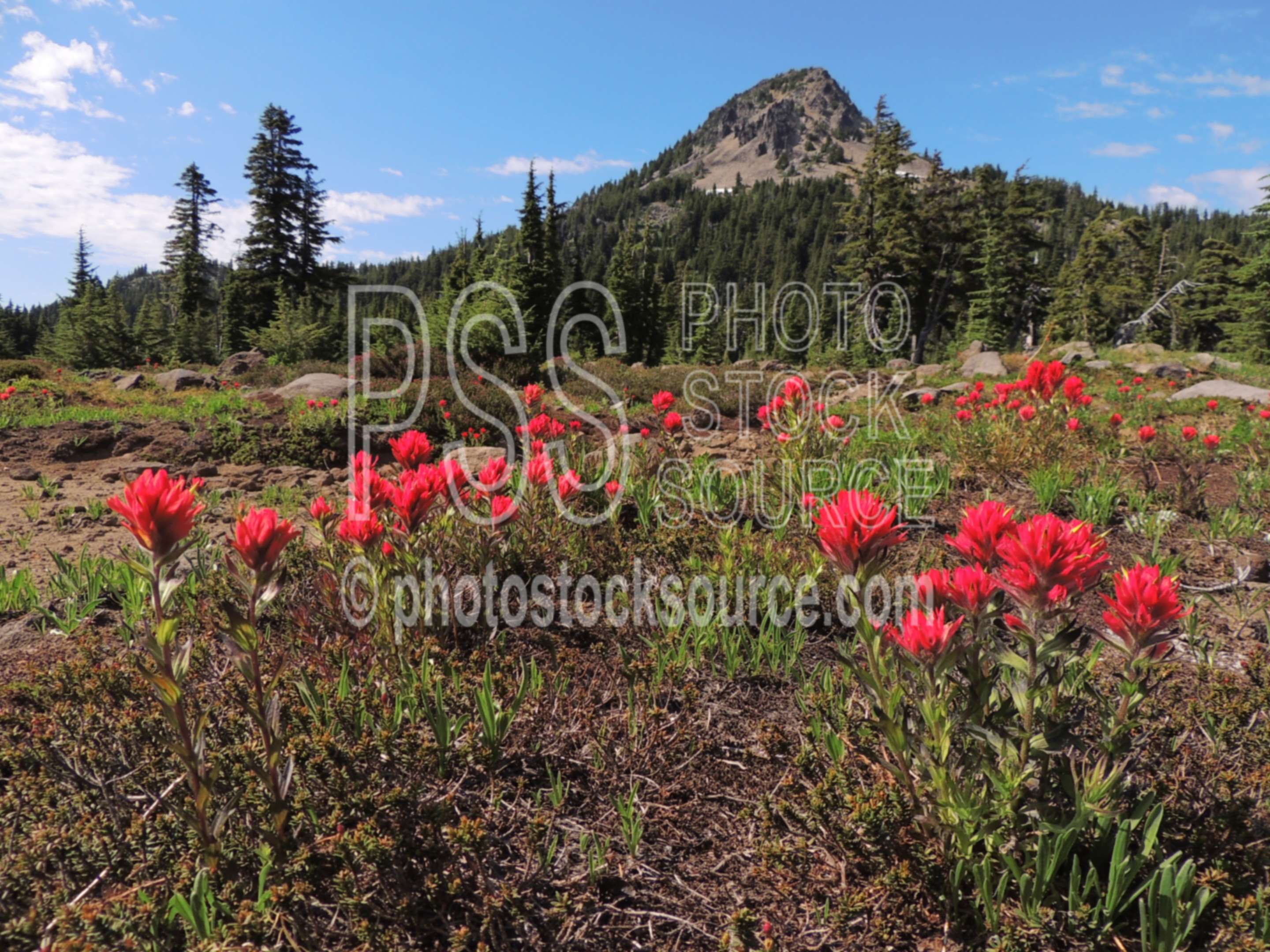 Scarlet Indian Paintbrush,wilderness,wildflowers,scarlet indian paintbrush,castilleja miniata,lake,pond,park peak