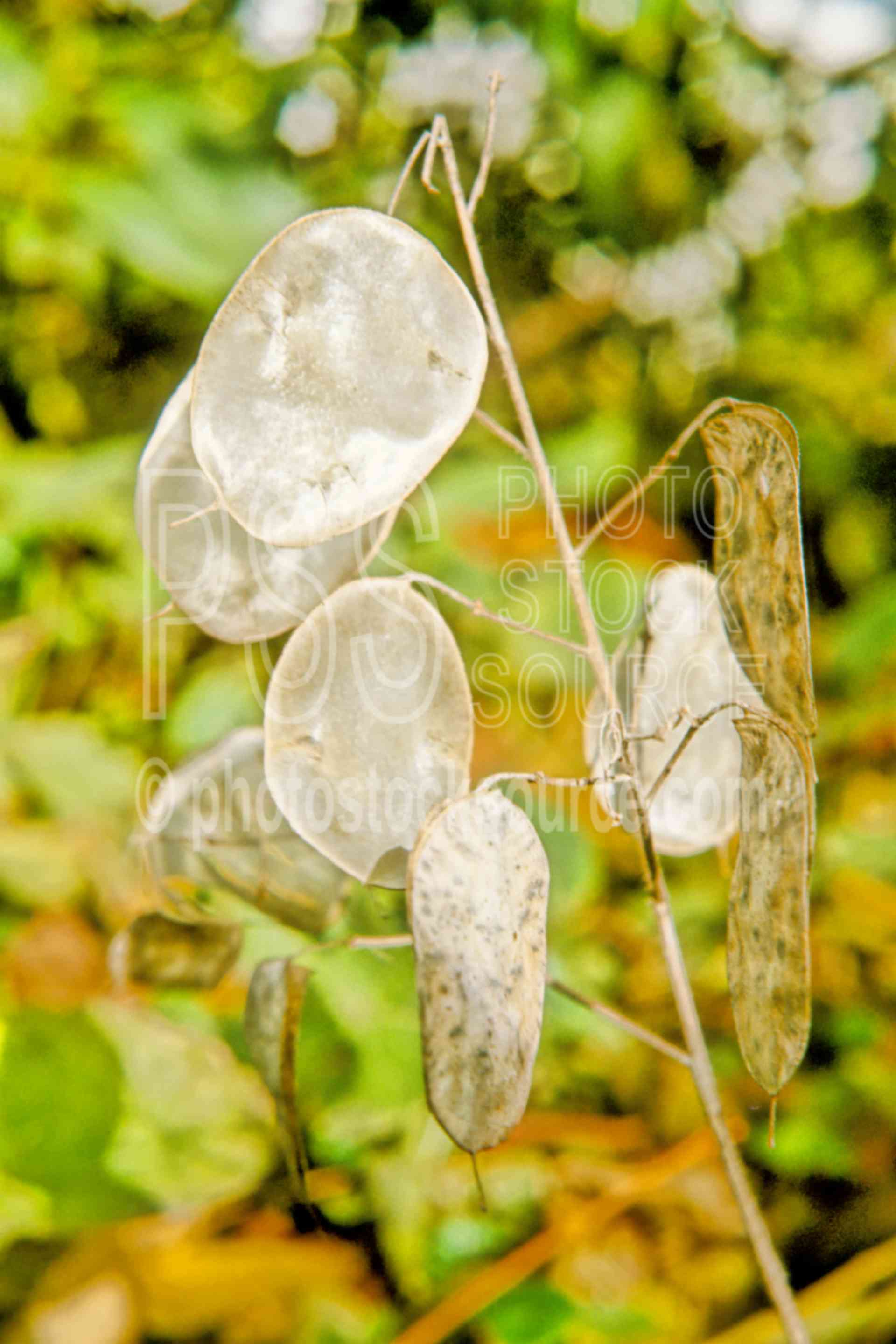 Silver Dollar Plant,garden,summer,plants