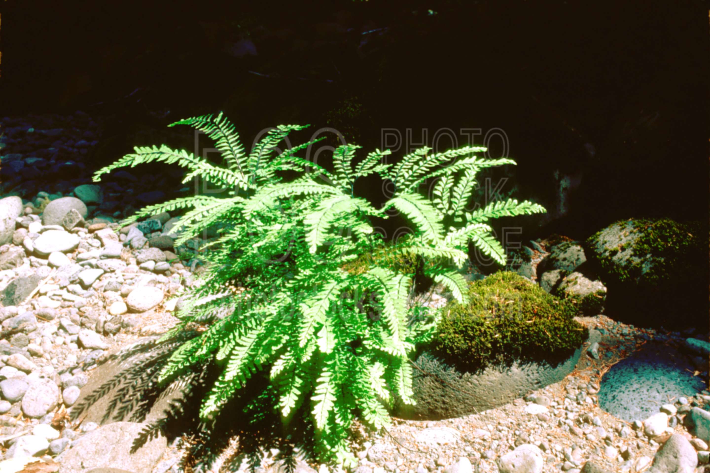 Maiden Hair Fern,fern,usas,plants