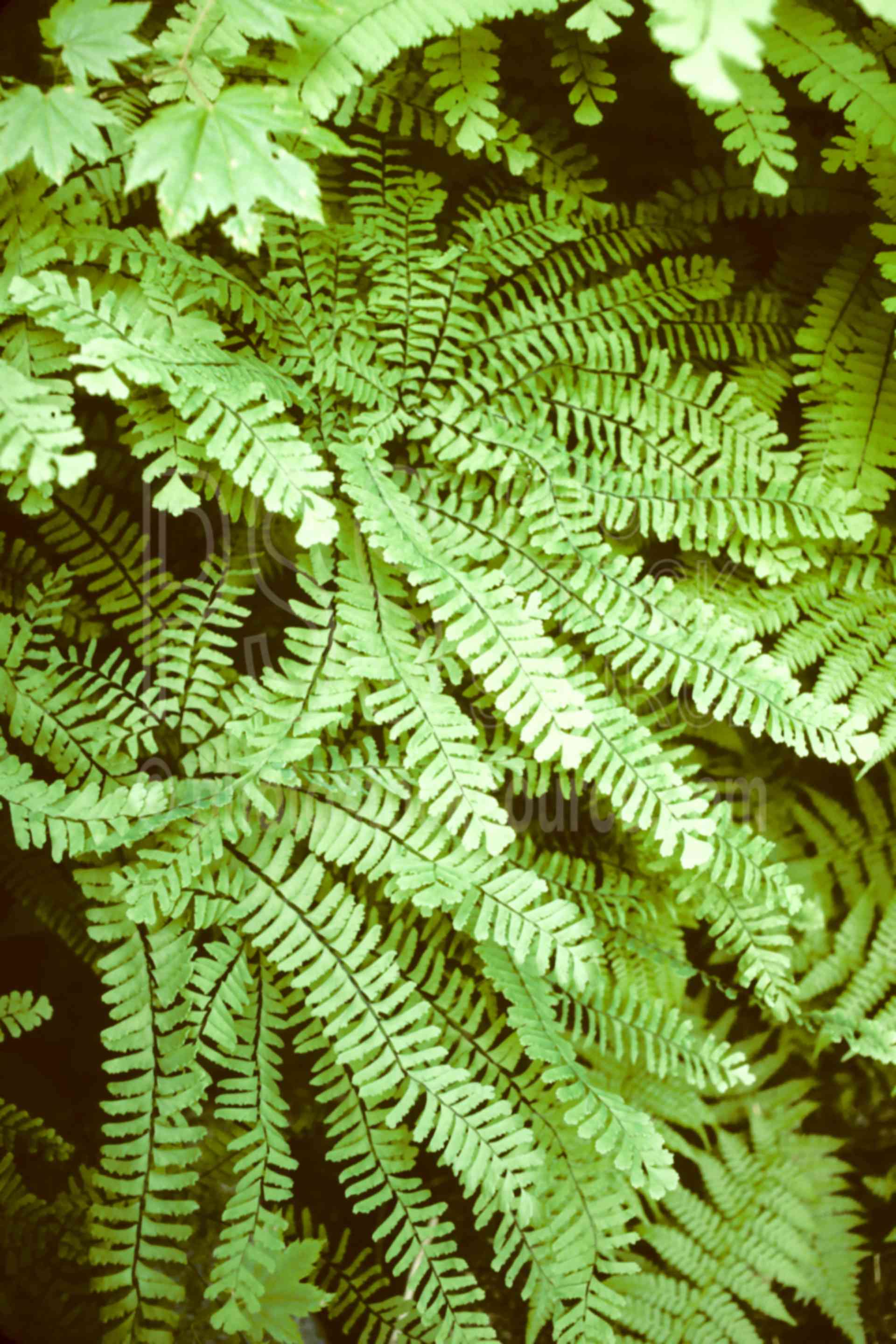 Angel Hair Fern,fern,usas,plants