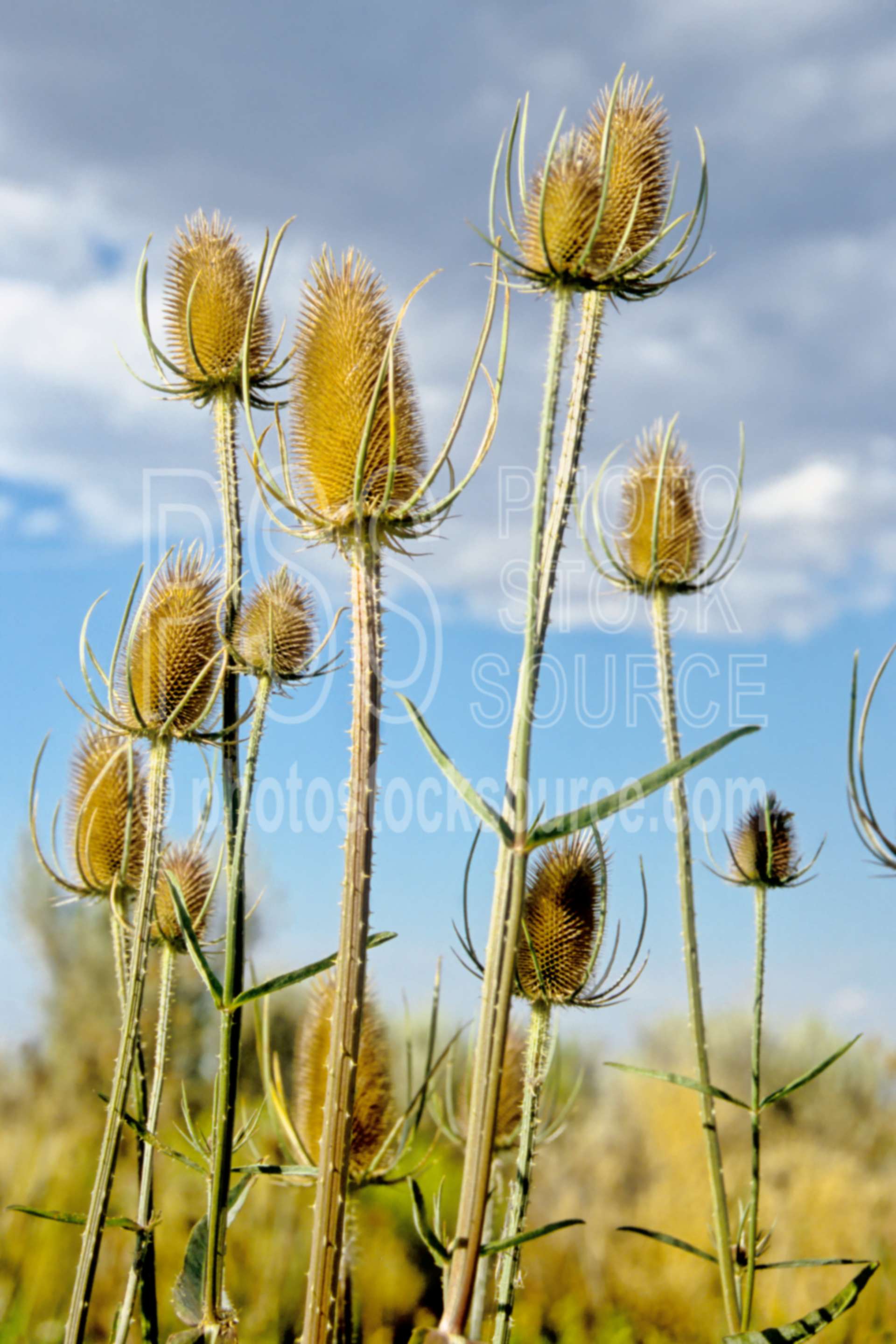 Thistle Heads,thistle,usas,plants