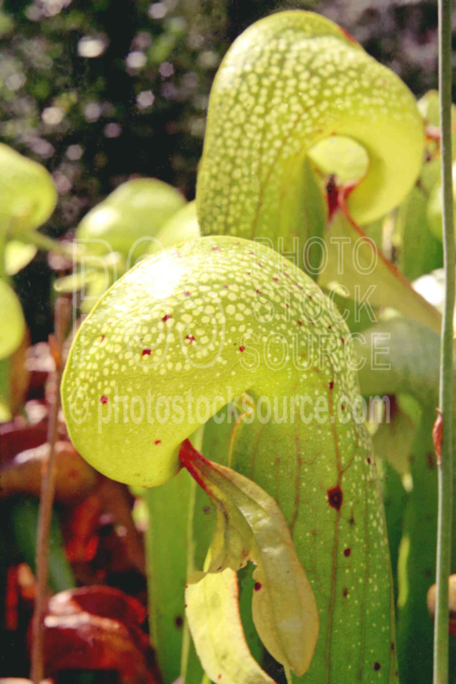 Pitcher Plant,carnivorus plant,darlingtonia,flycatcher,mushroom,usas,plants