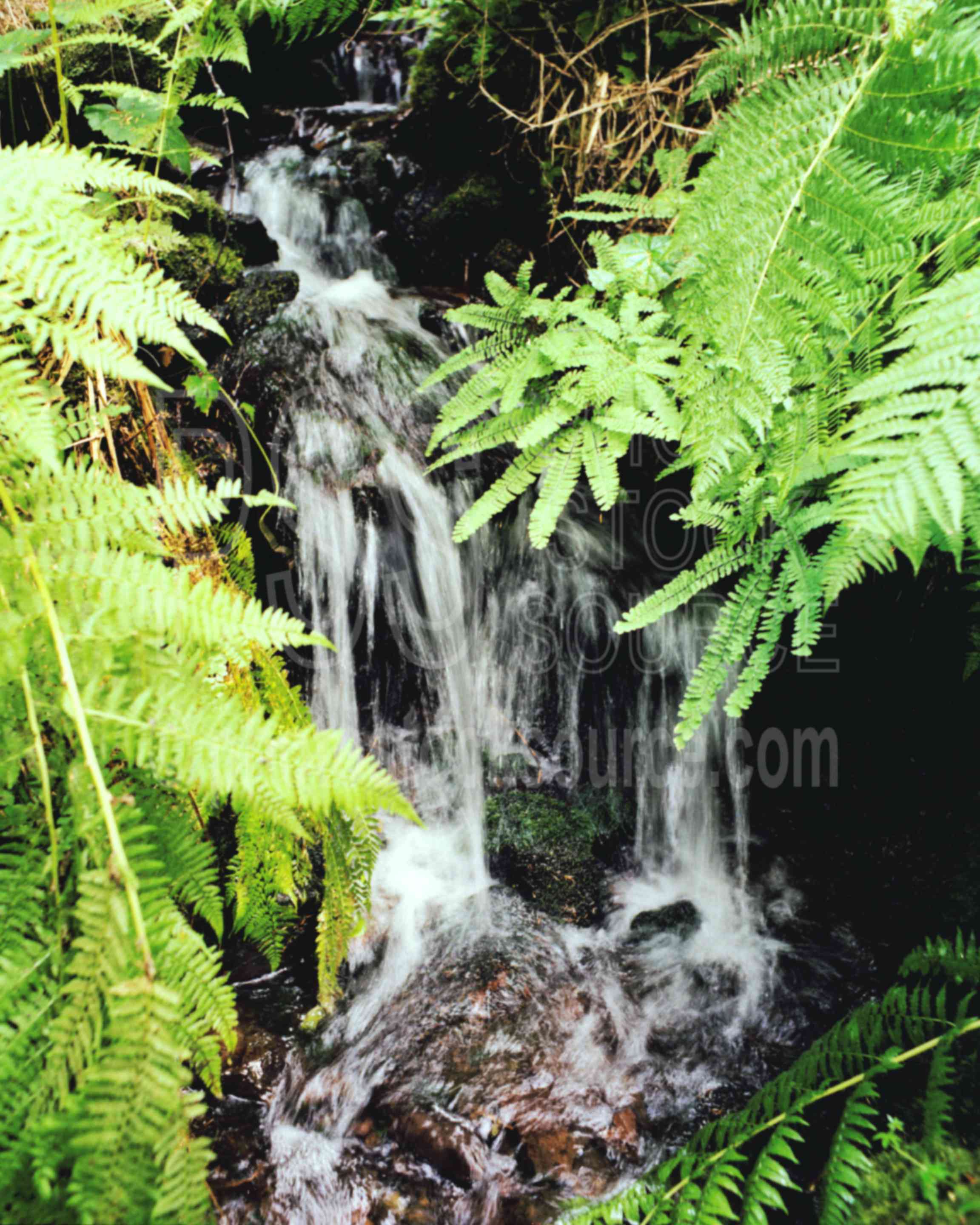 Maiden Hair Ferns,creek,fern,maiden hair fern,usas,plants
