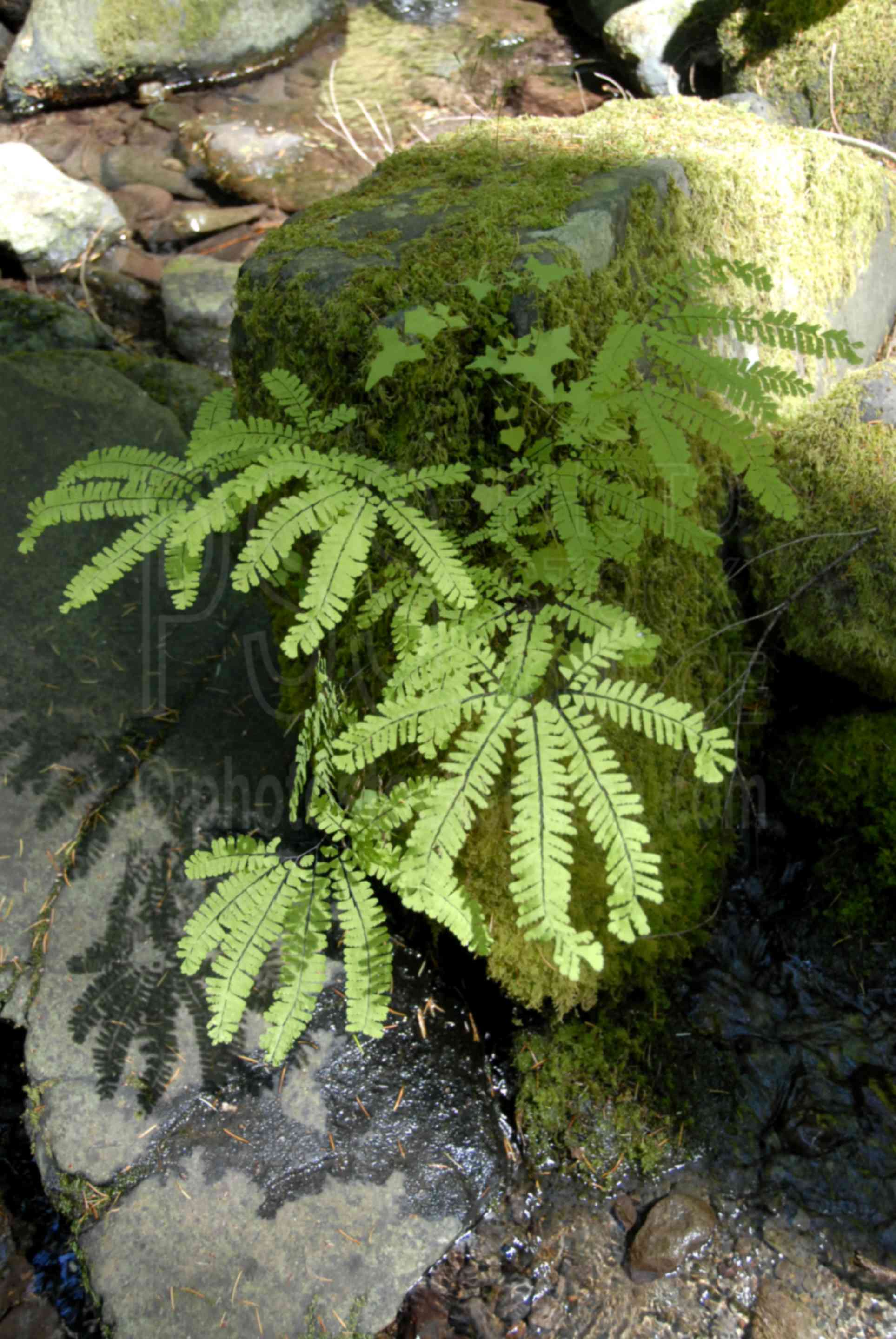 Maiden Hair Fern,fern,maiden hair,plant,rock,stream,forest,plants