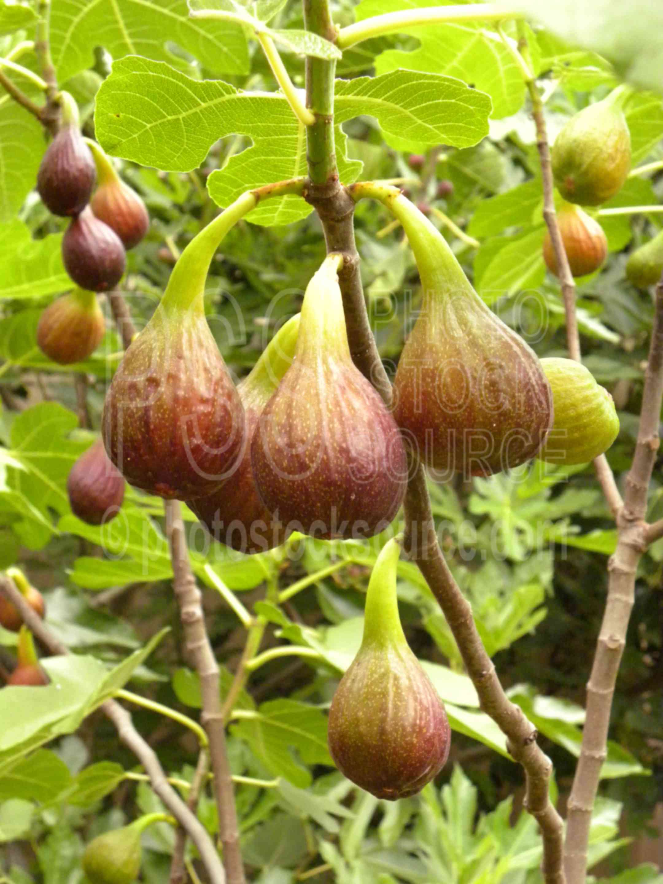 Brown Turkey Figs,fig,fruit,ripe,edible,sweet,tree,plants