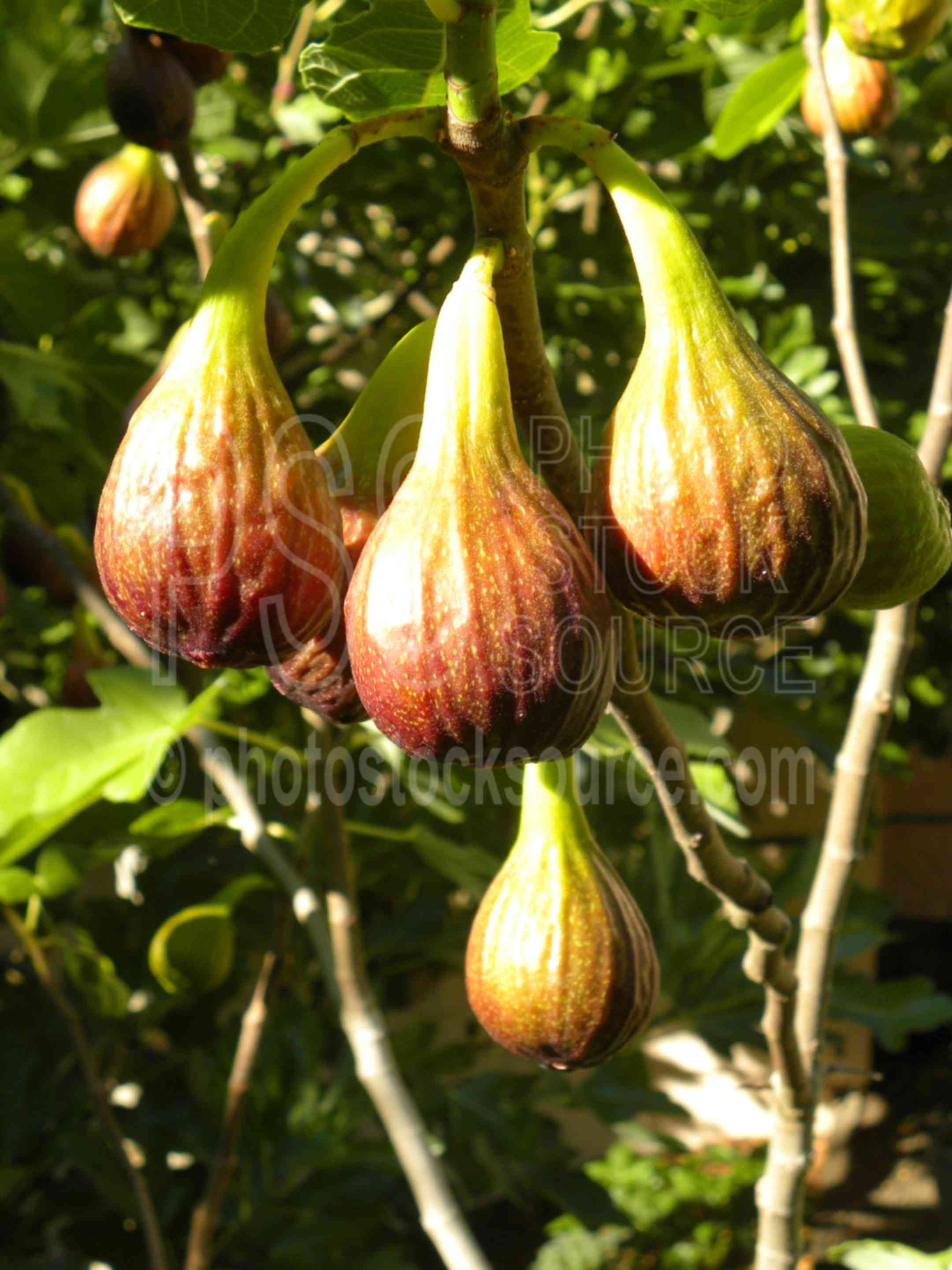 Brown Turkey Figs,fig,fruit,ripe,harvest,sunshine,plants