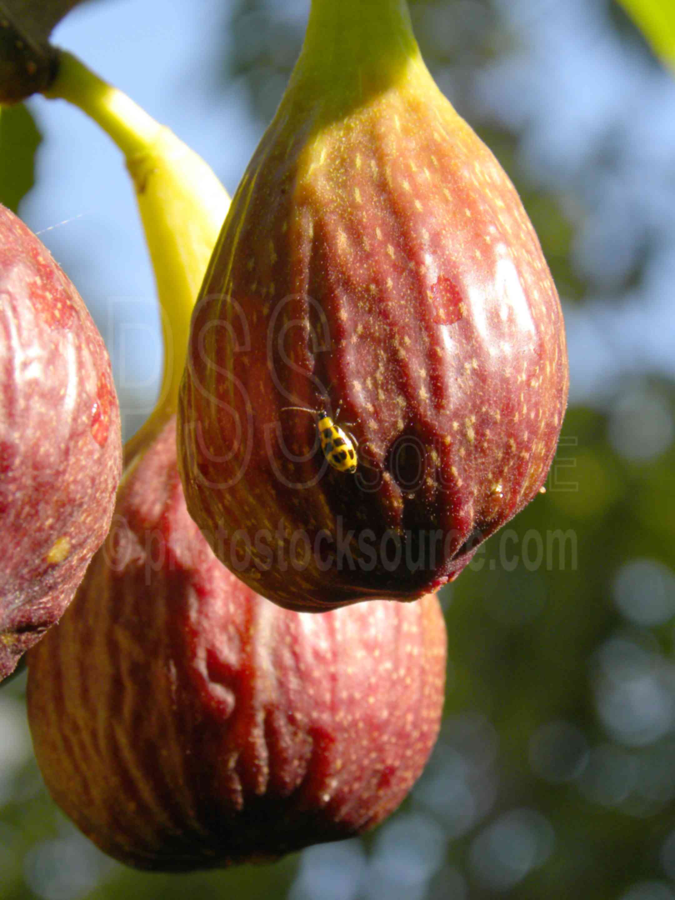 Brown Turkey Figs,fig,fruit,ripe,harvest,sunshine,bug,lady bug,plants