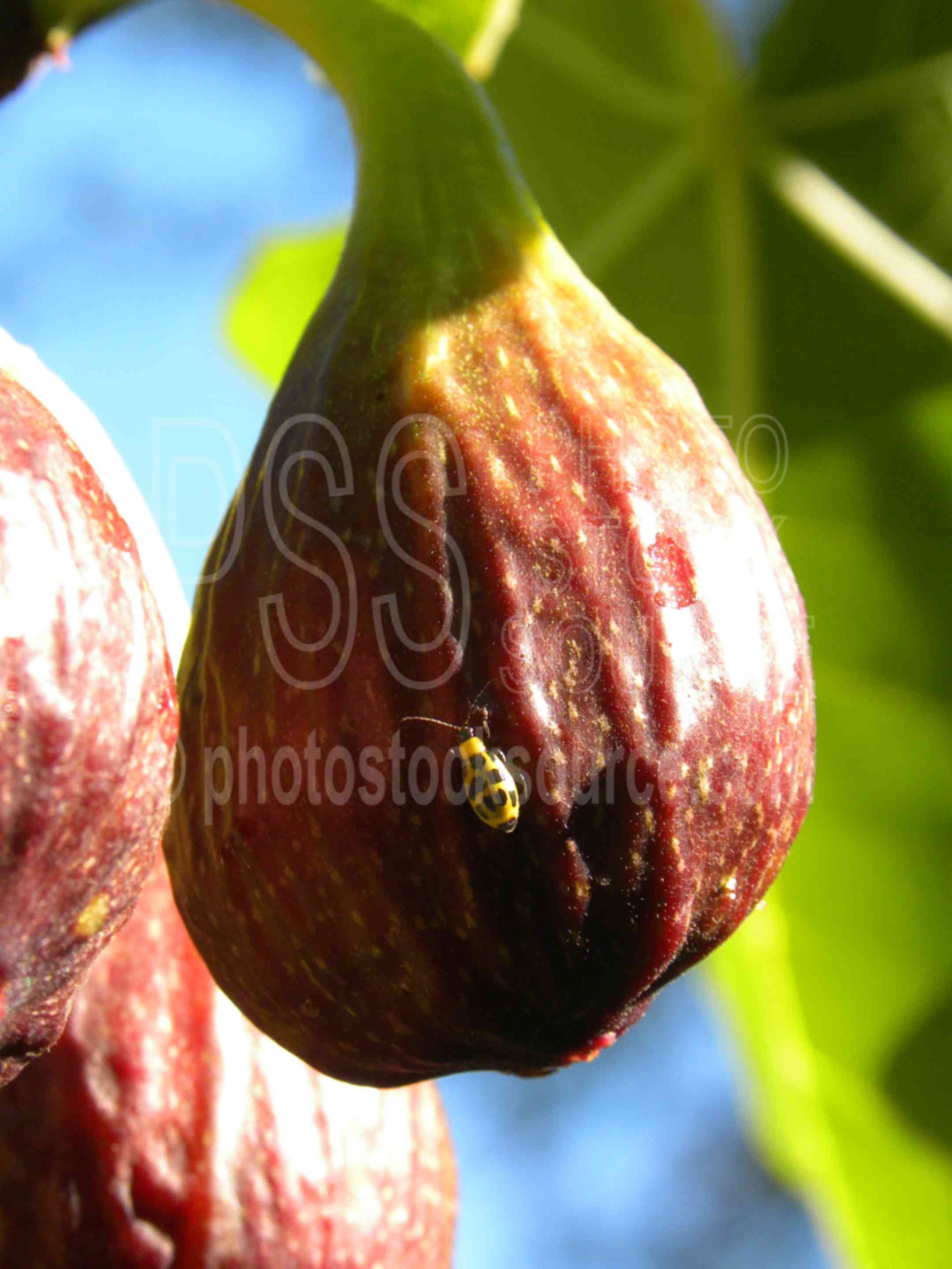 Brown Turkey Fig,fig,fruit,ripe,harvest,sunshine,bug,lady bug,plants