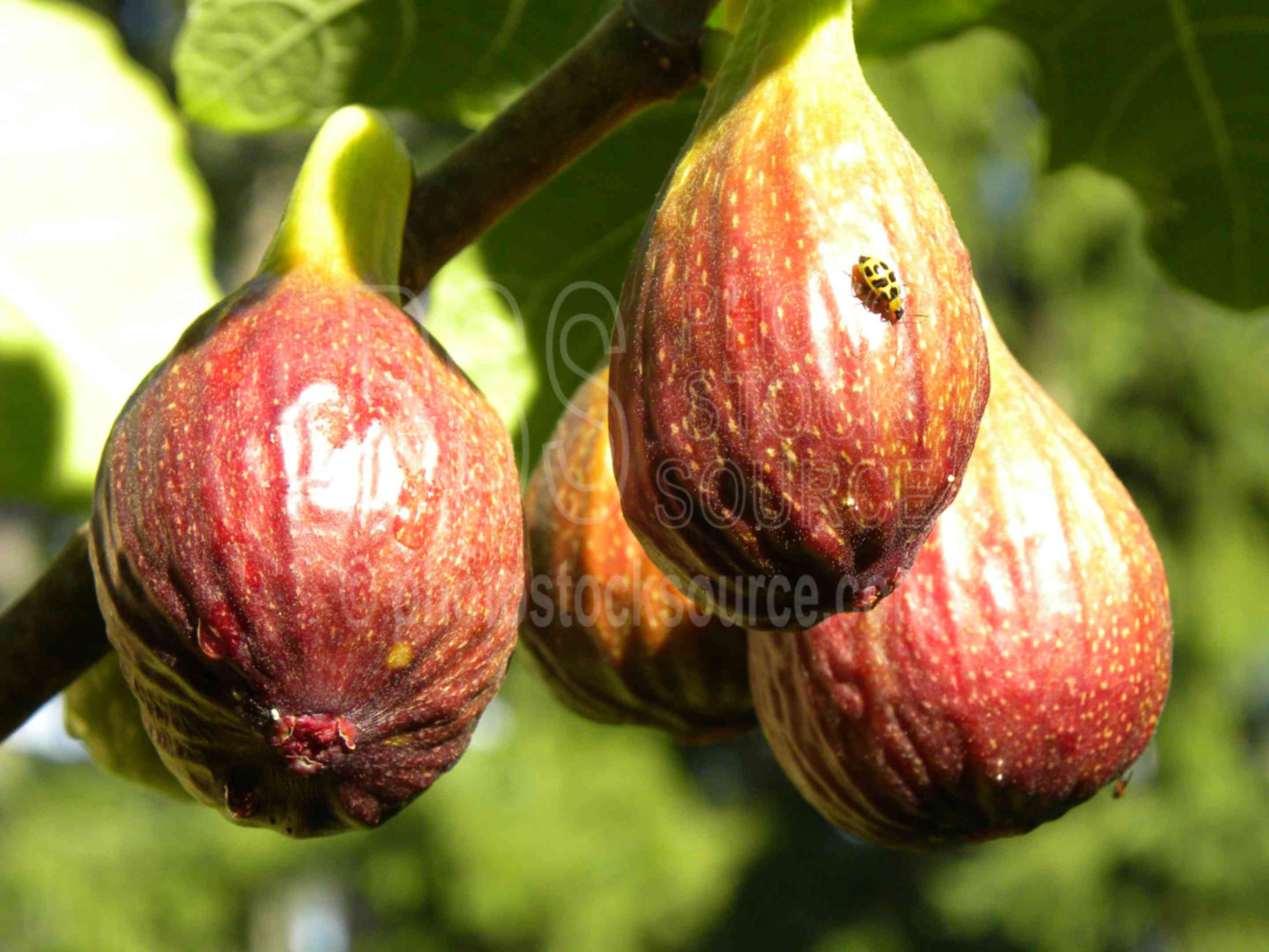 Brown Turkey Figs Lady Bug,fig,fruit,ripe,harvest,sunshine,bug,lady bug,plants