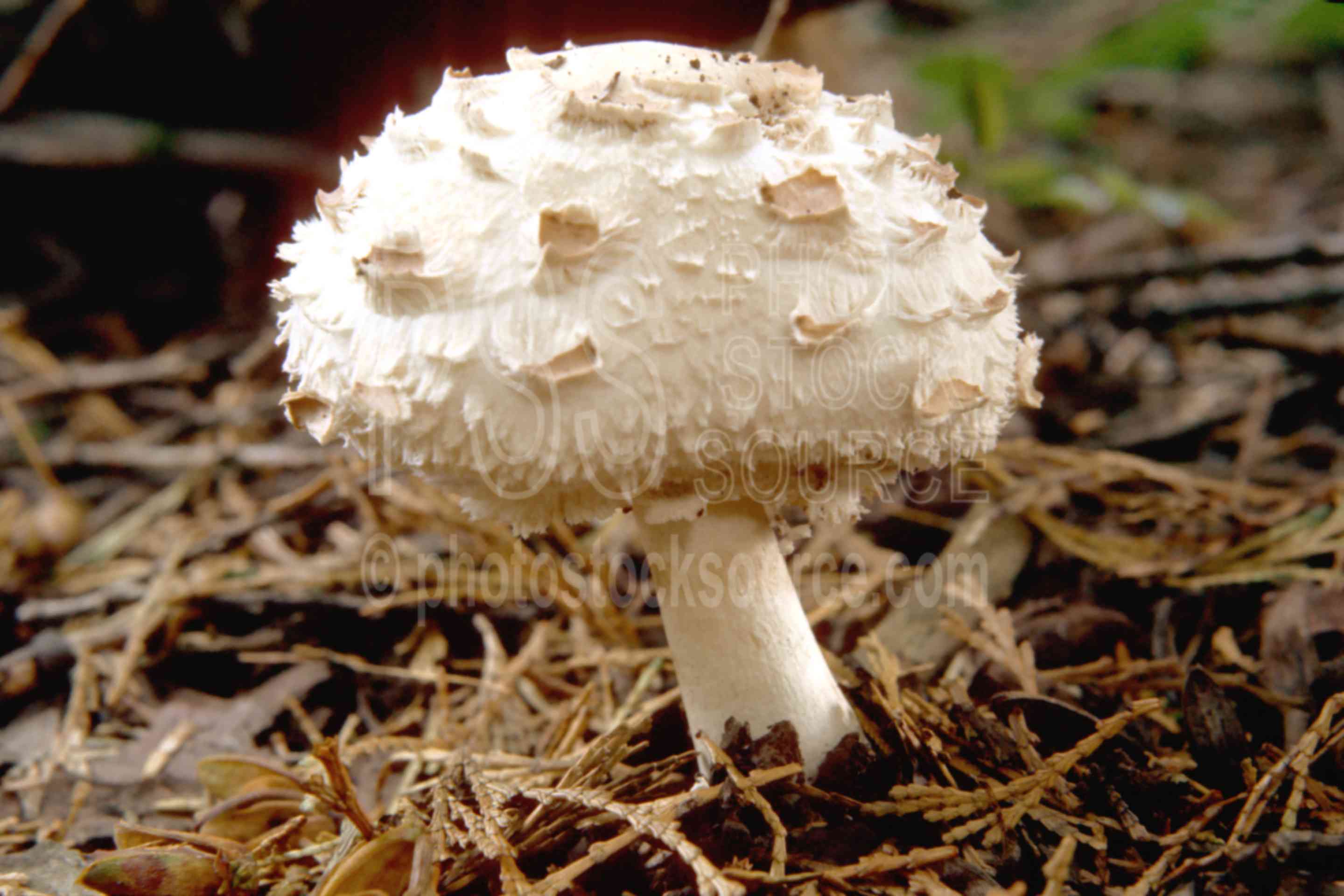 Shaggy Mane Mushroom,shaggy mane,usas,plants