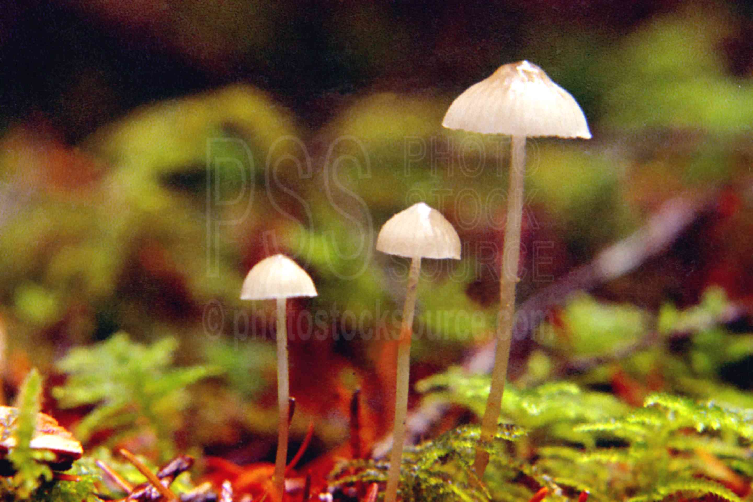 Liberty Cap Mushroom,liberty cap,mushroom,usas,plants