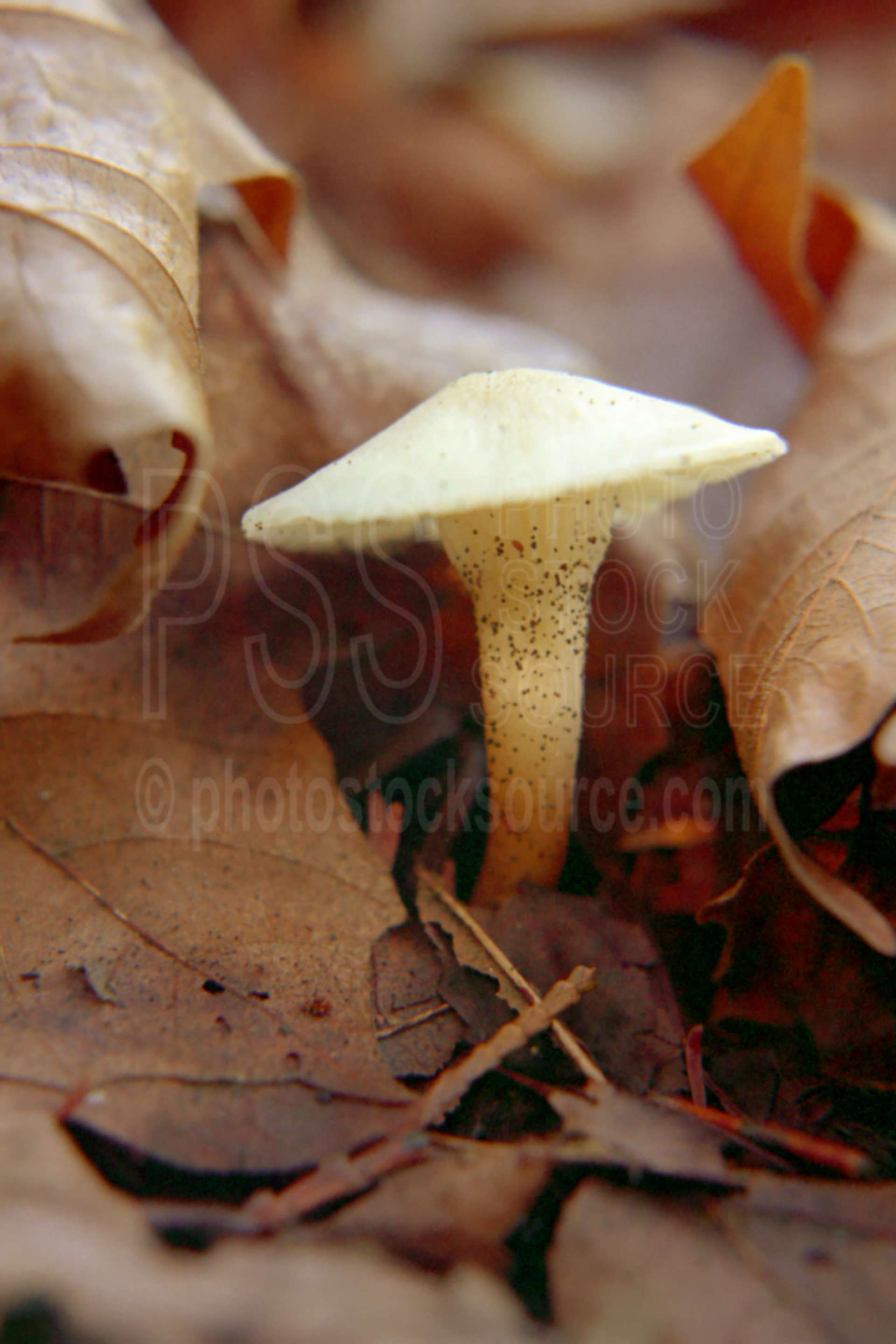 Mushroom,usas,plants