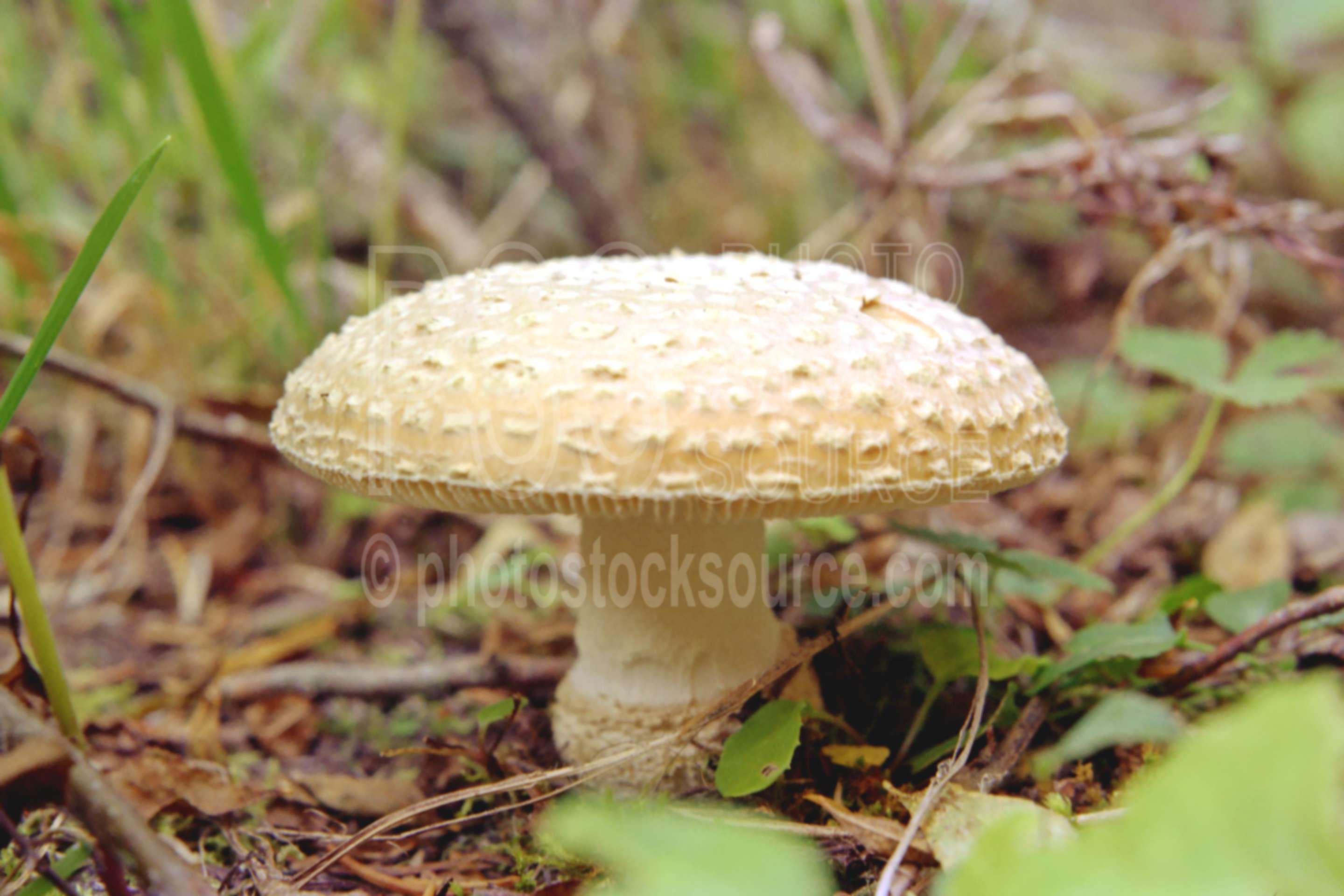 Amanita Mushroom,amanita,mushroom,usas,plants