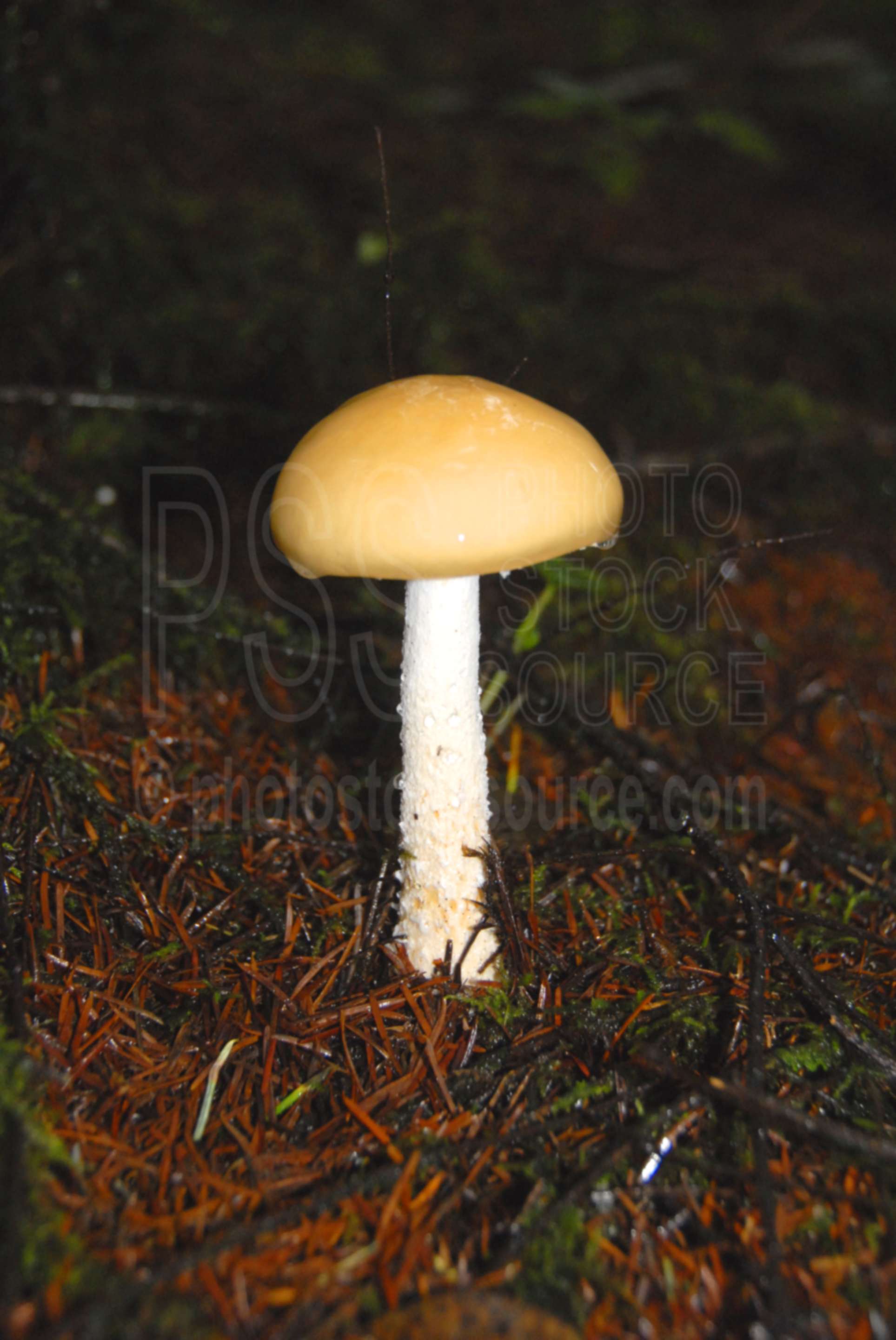 Mushroom,mushroom,plants