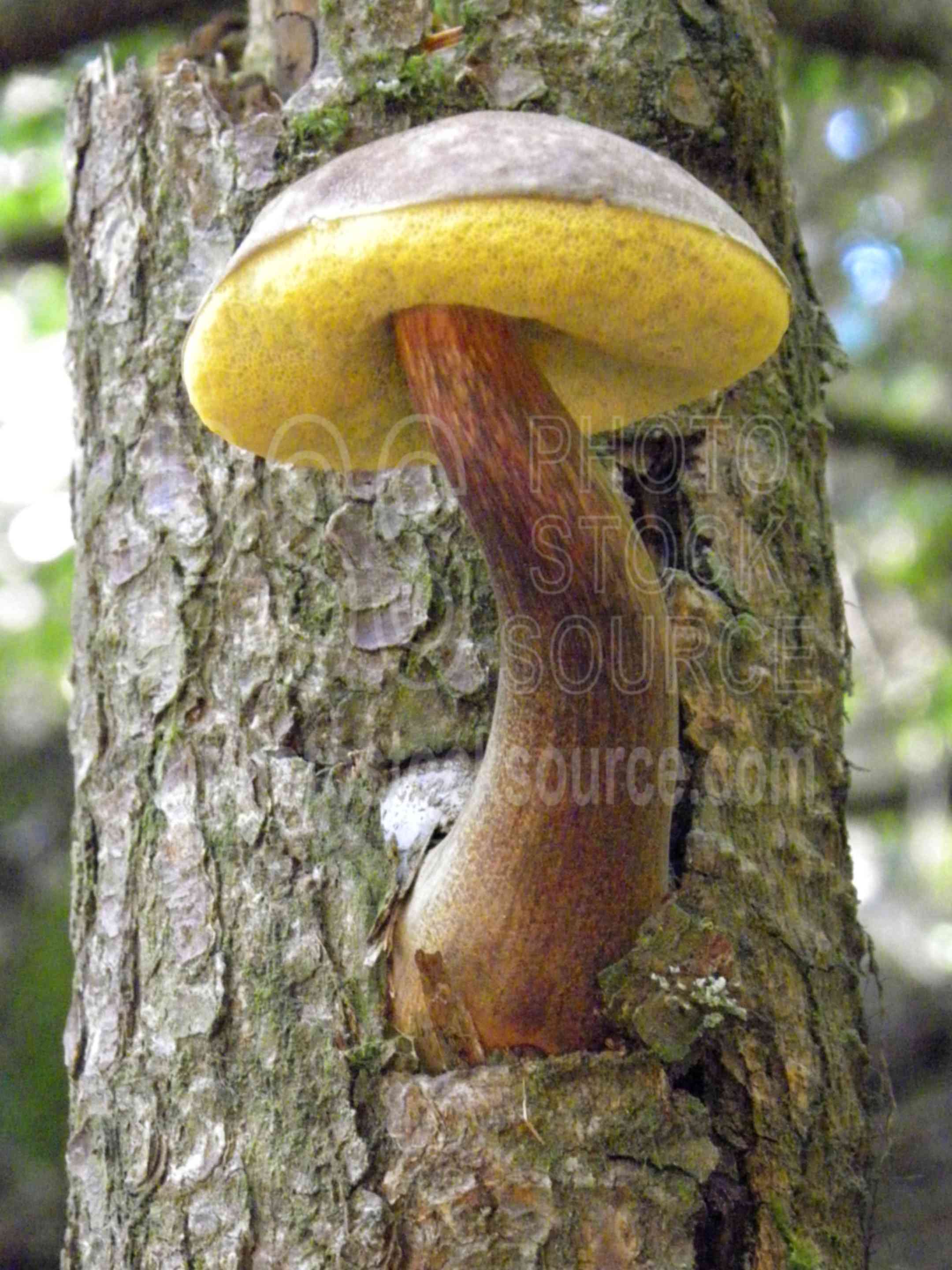 Mushroom on Tree Trunk,tree,bark,mushroom,forest,plants
