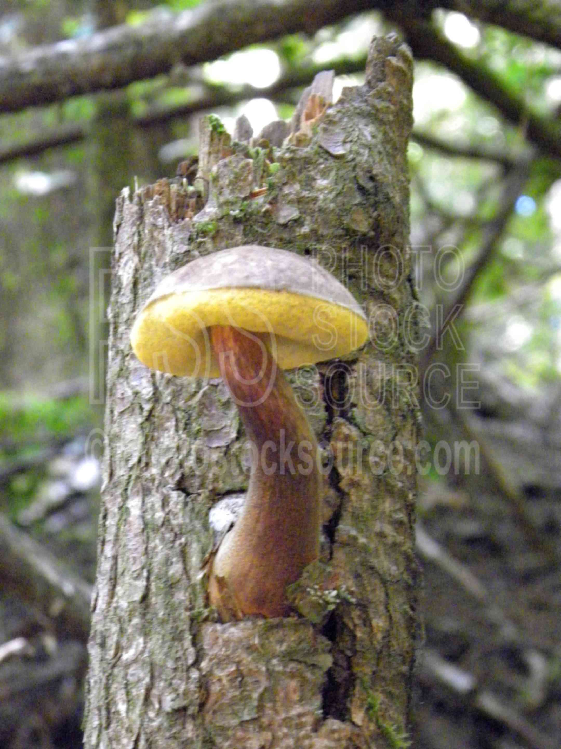 Mushroom on Tree Trunk,tree,bark,mushroom,forest,plants