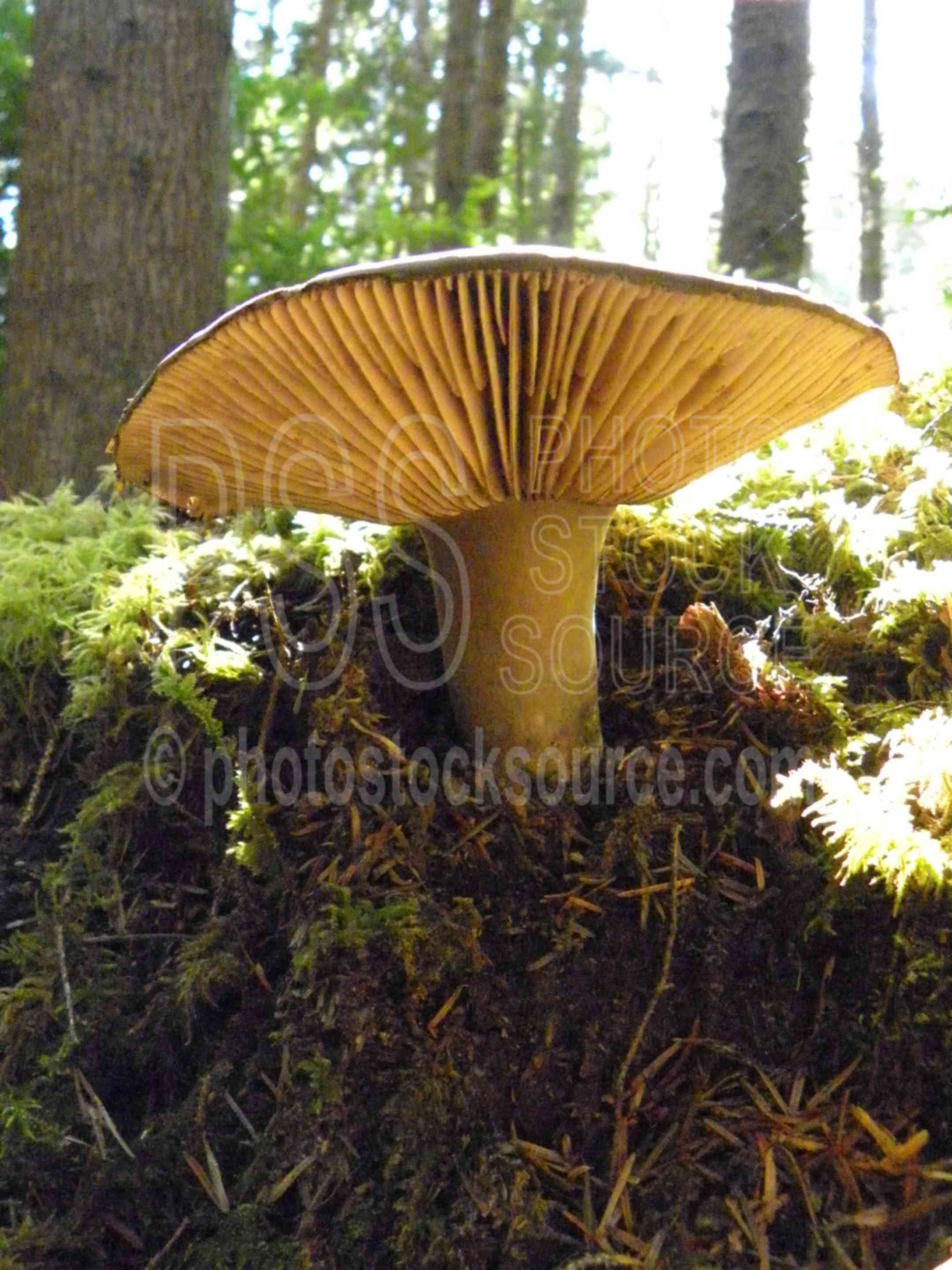 Big Mushroom,mushroom,forest floor,gills,plants